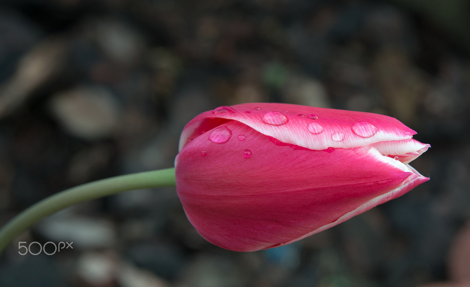 AF Zoom-Nikkor 28-105mm f/3.5-4.5D IF sample photo. Flower photography