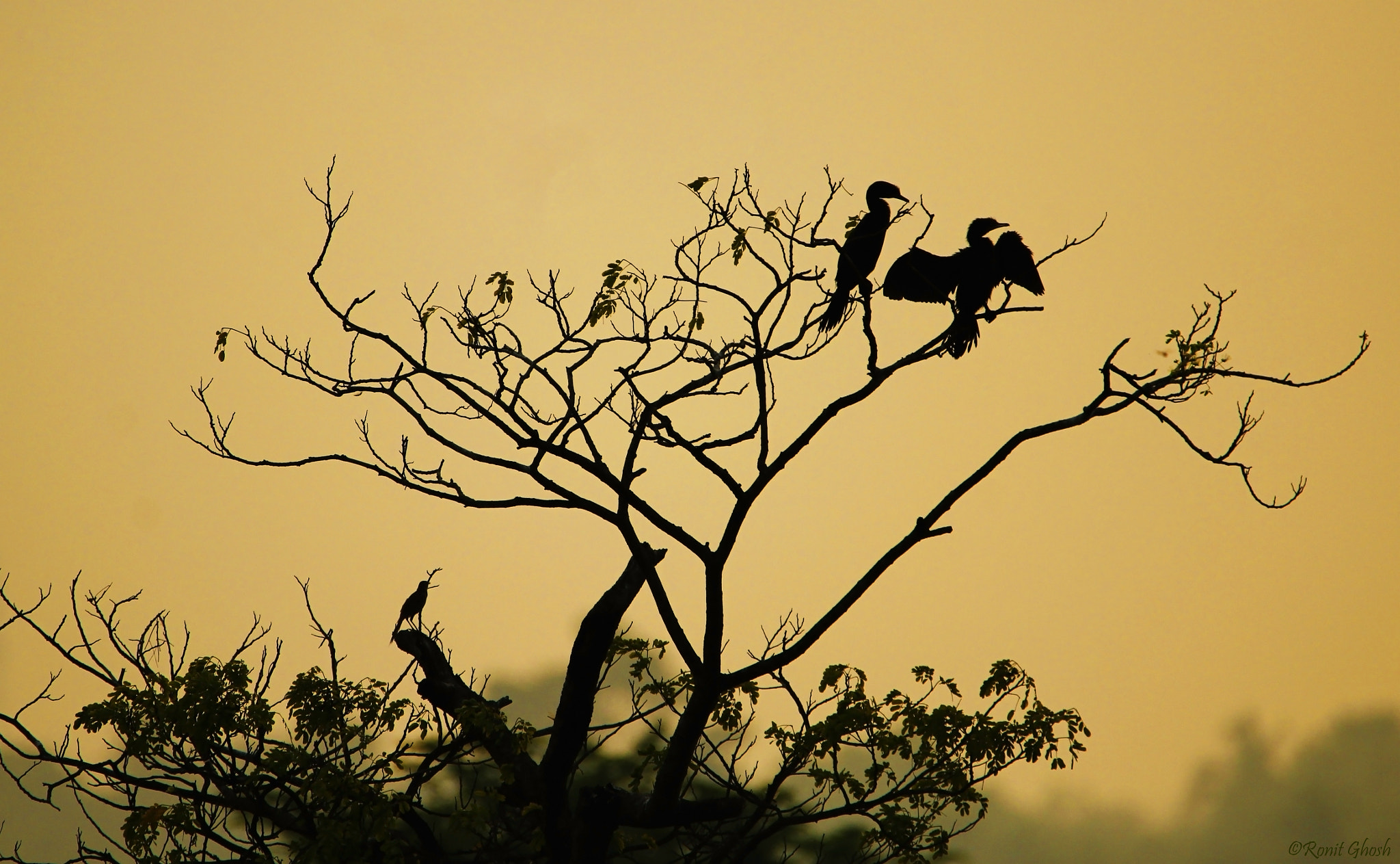 Tamron SP 150-600mm F5-6.3 Di VC USD sample photo. Silhouette. photography