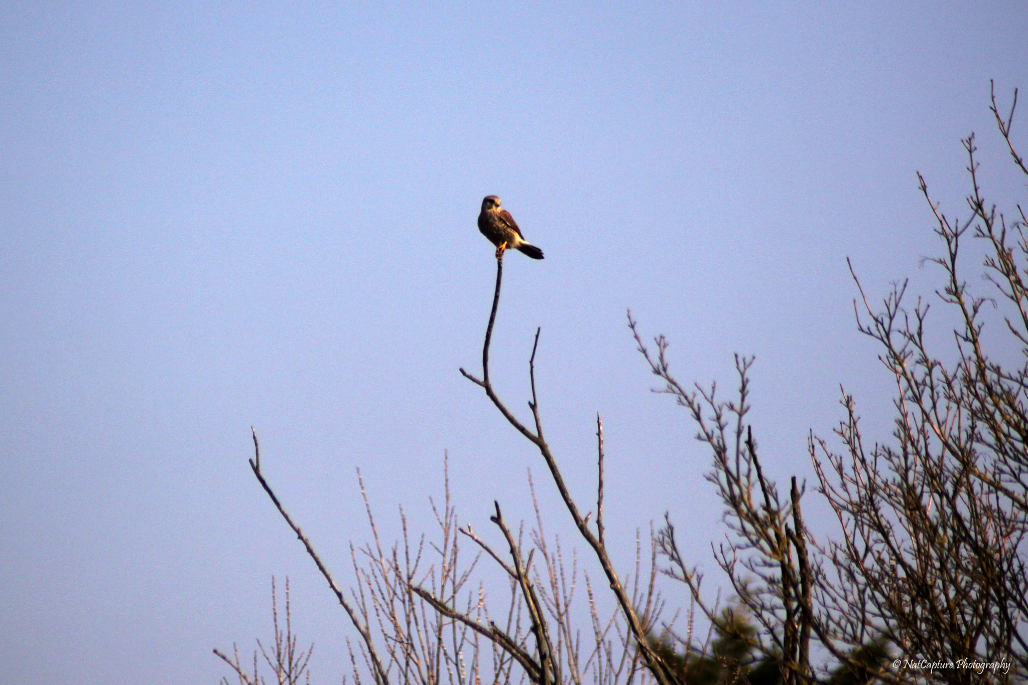 Canon EF 70-210mm f/3.5-4.5 USM sample photo. Kestrel photography