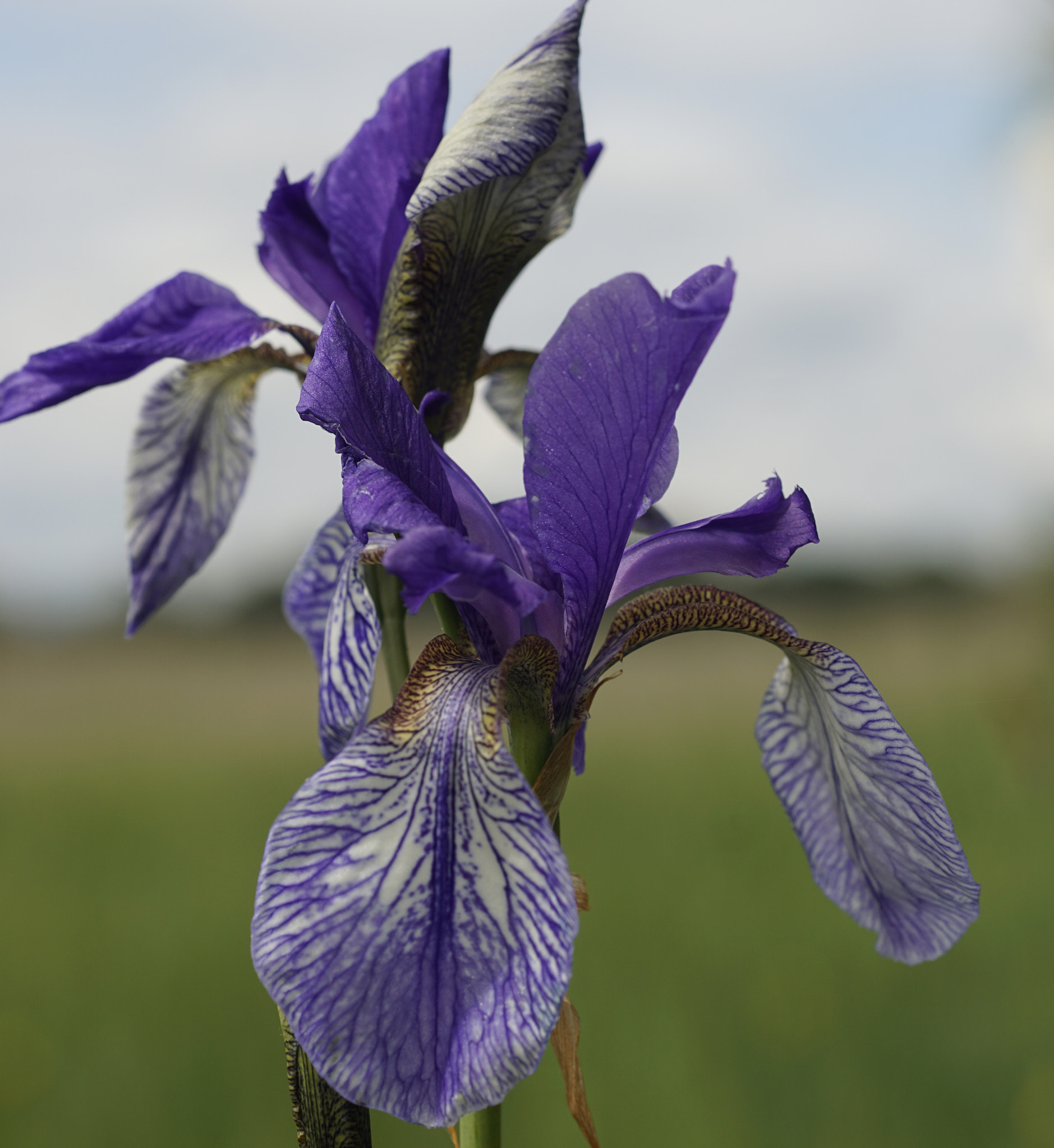 Sony a6000 + MACRO 50mm F2.8 sample photo. Sibirische schwertlilie (iris) in eriskirch photography