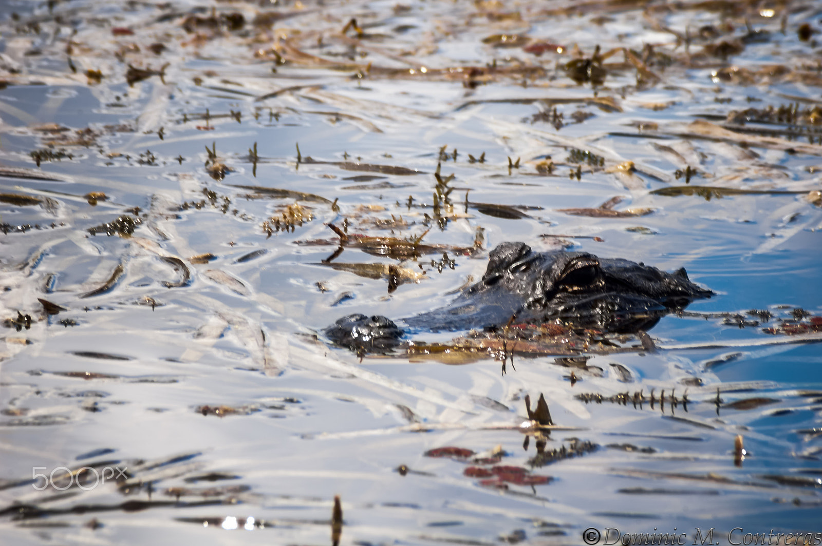 AF Zoom-Nikkor 24-50mm f/3.3-4.5 sample photo. Loxahatchee photography