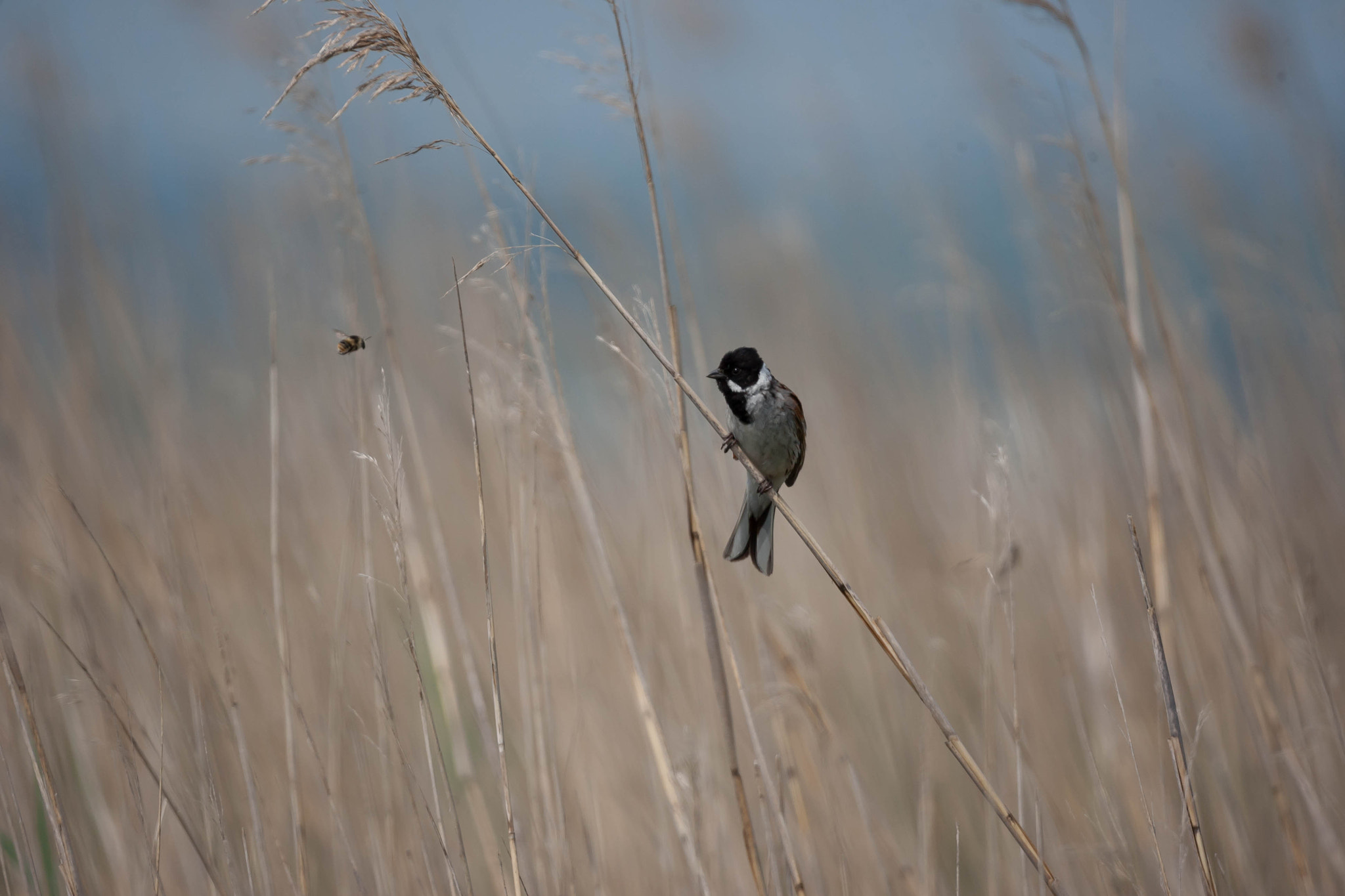 Canon EOS-1D Mark III sample photo. In coming bee photography