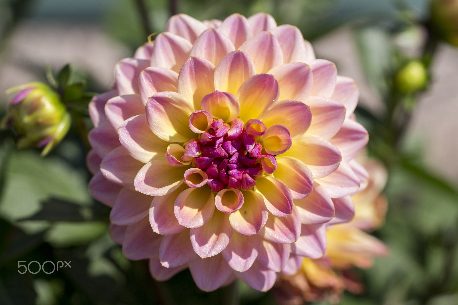 Canon EF 100mm F2.8L Macro IS USM sample photo. Gorgeous dahlia photography