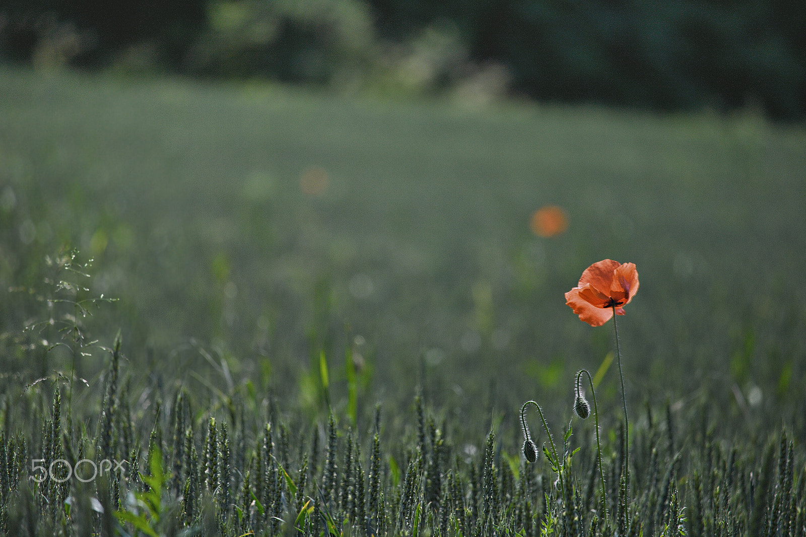 Canon EF-S 55-250mm F4-5.6 IS STM sample photo. Field poppy - never-ending story photography
