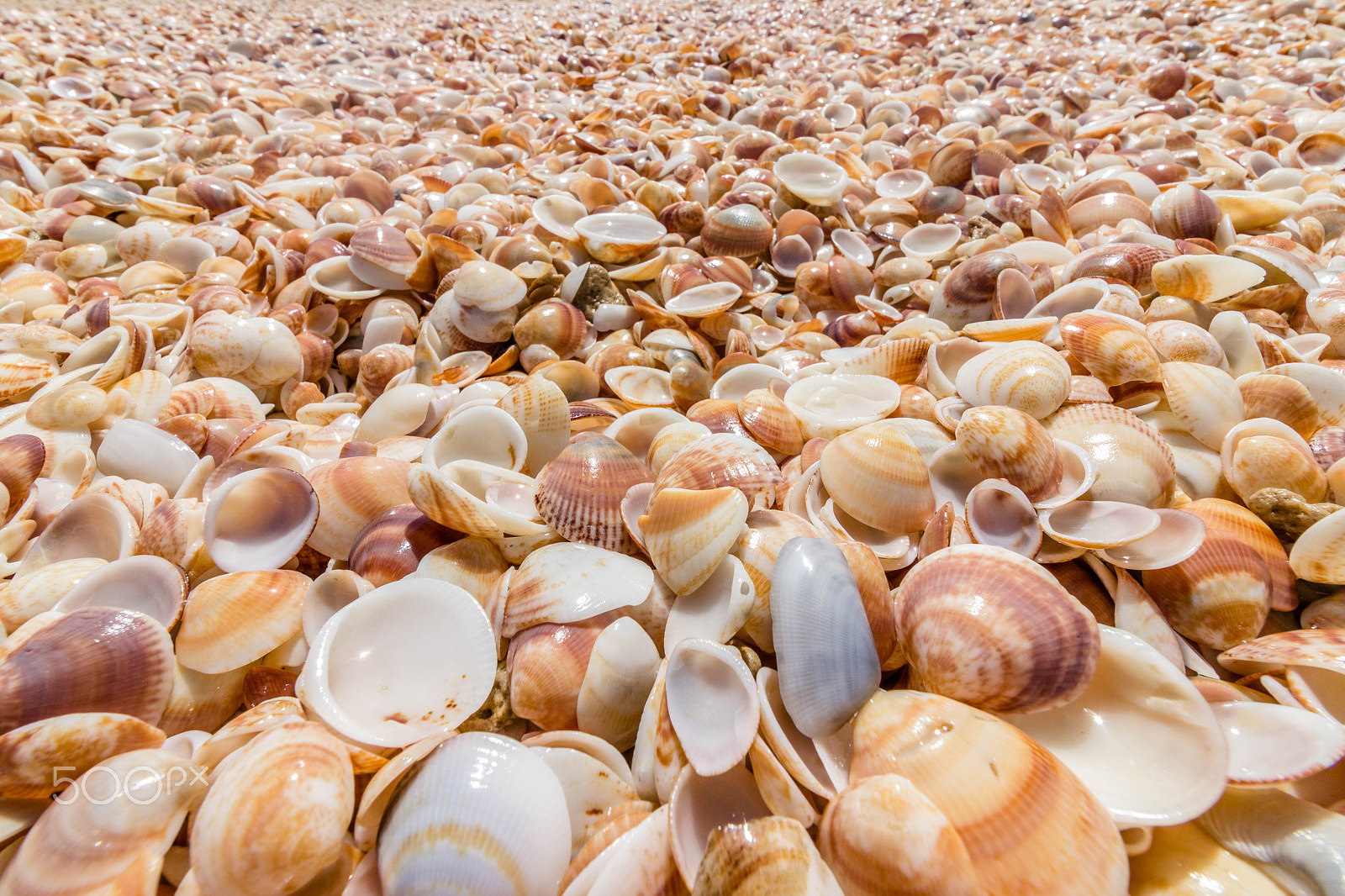 Canon EF-S 10-18mm F4.5–5.6 IS STM sample photo. Seashell photography