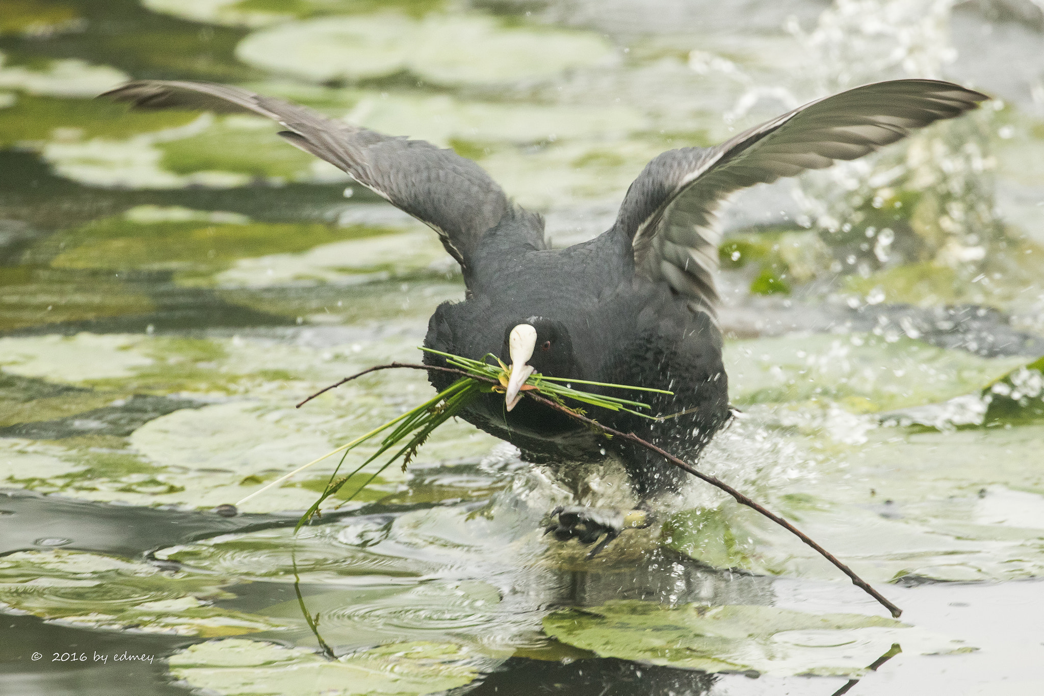 Canon EOS 7D Mark II + Canon EF 100-400mm F4.5-5.6L IS II USM sample photo. Hurry !!  hurry !! photography