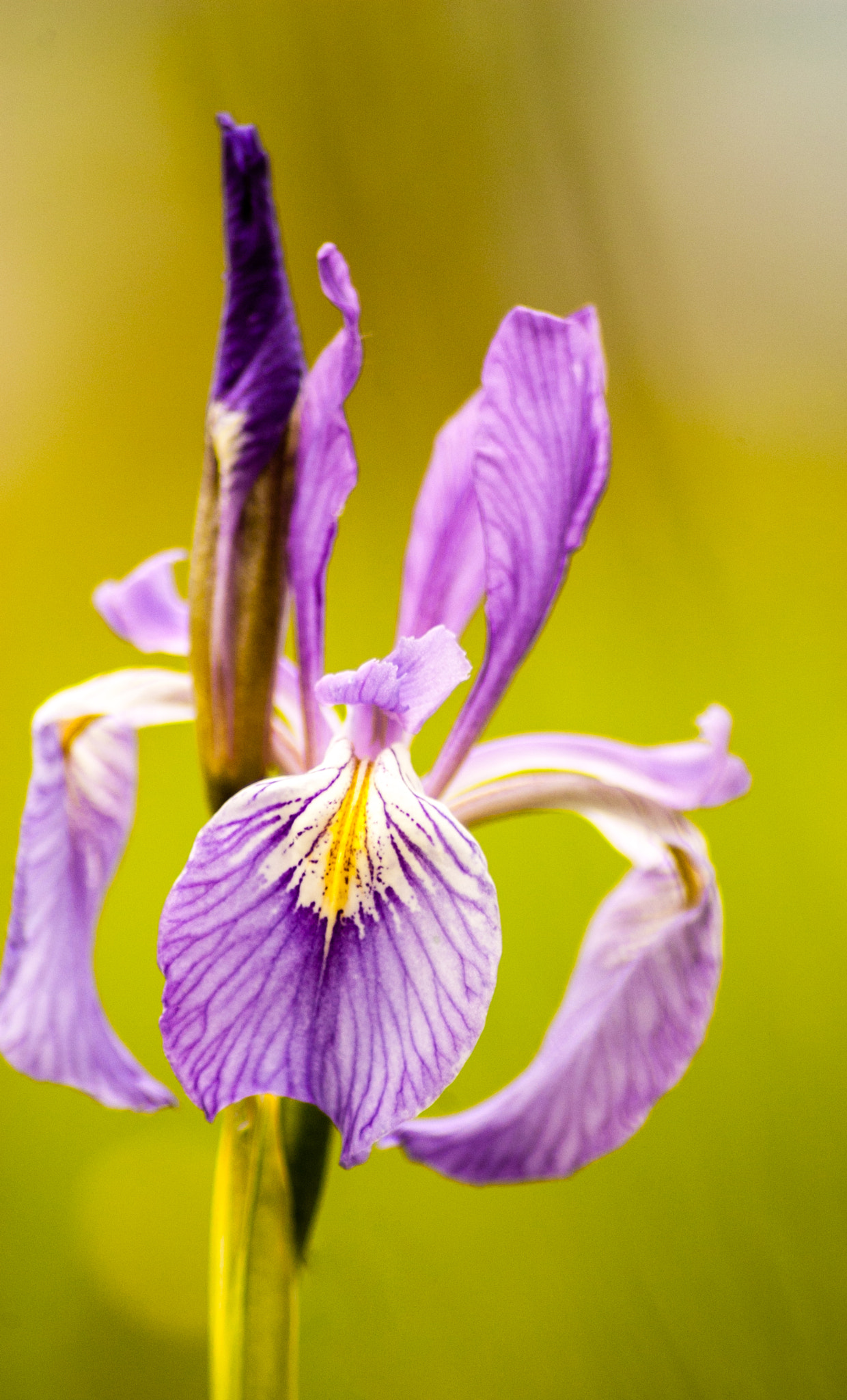 Nikon D70s sample photo. Delicate photography