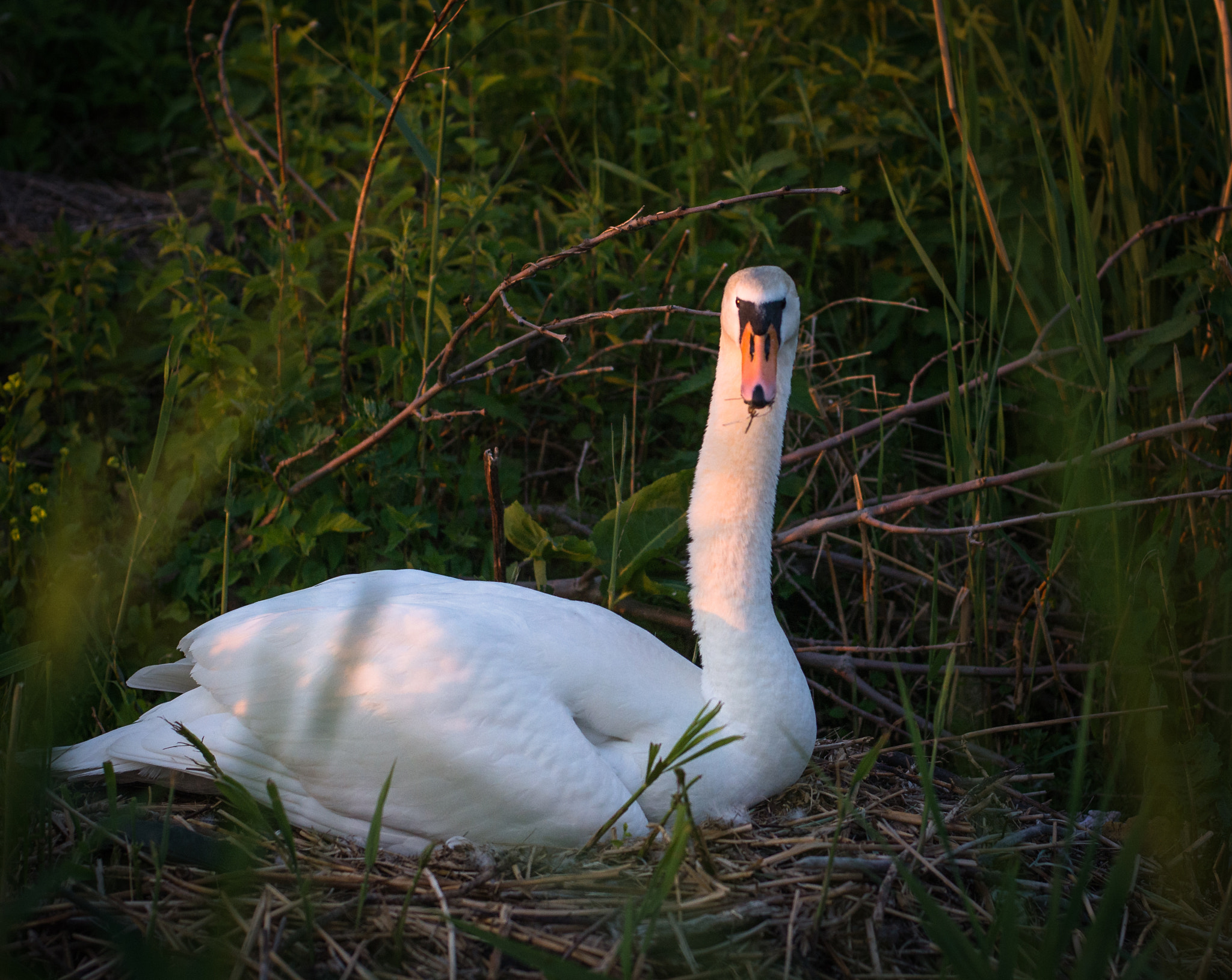 AF Nikkor 50mm f/1.4 sample photo. Swan2 photography