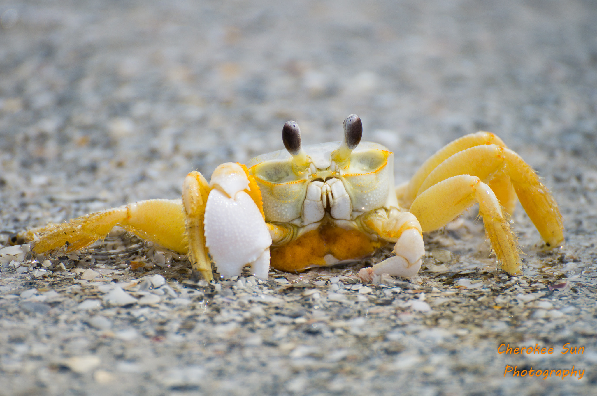 Tamron SP 70-300mm F4-5.6 Di USD sample photo. Ghost crab on the beach photography