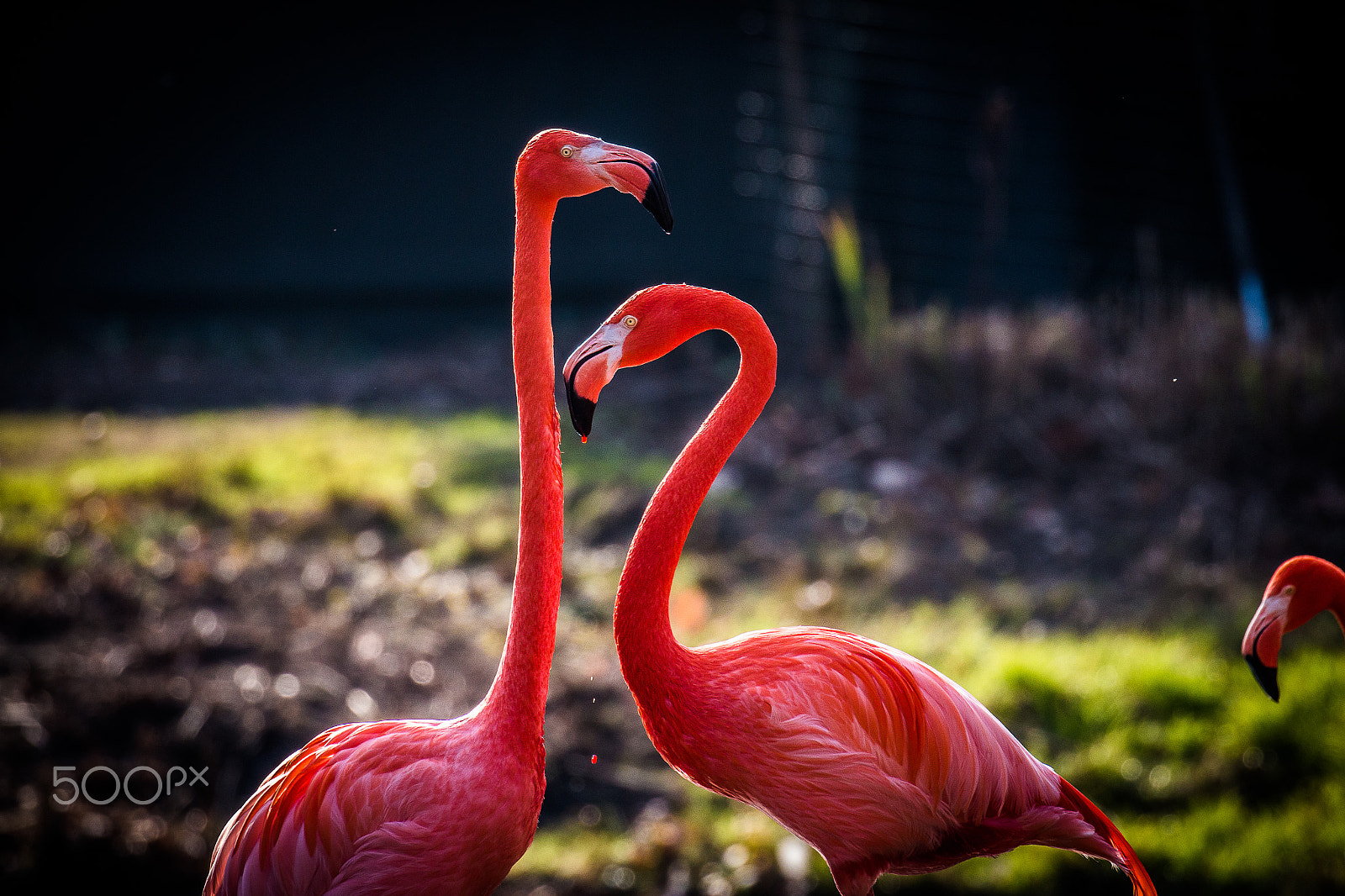 Canon EF 100-400mm F4.5-5.6L IS II USM sample photo. Number 12 photography