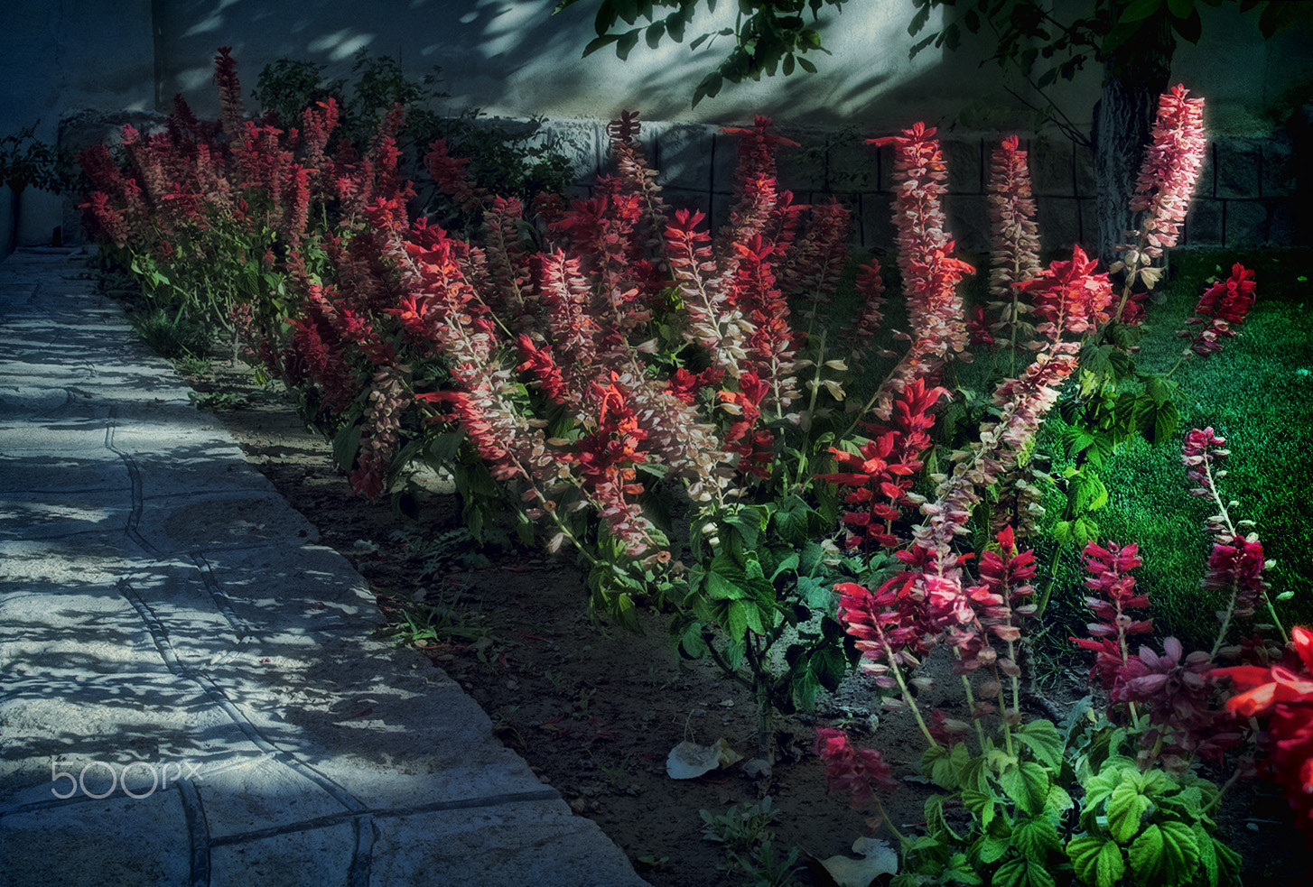 AF Zoom-Nikkor 28-80mm f/3.3-5.6G sample photo. Red flowers photography