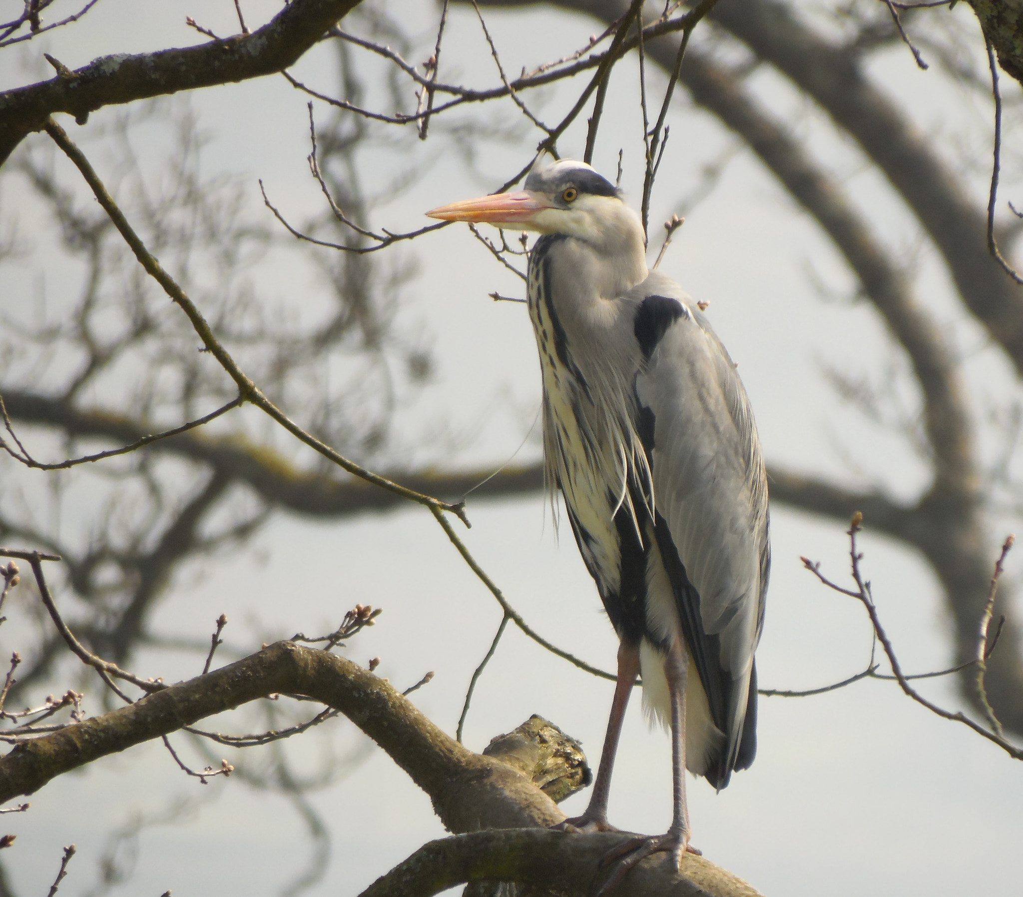 Samsung WB2200F sample photo. Perching heron photography