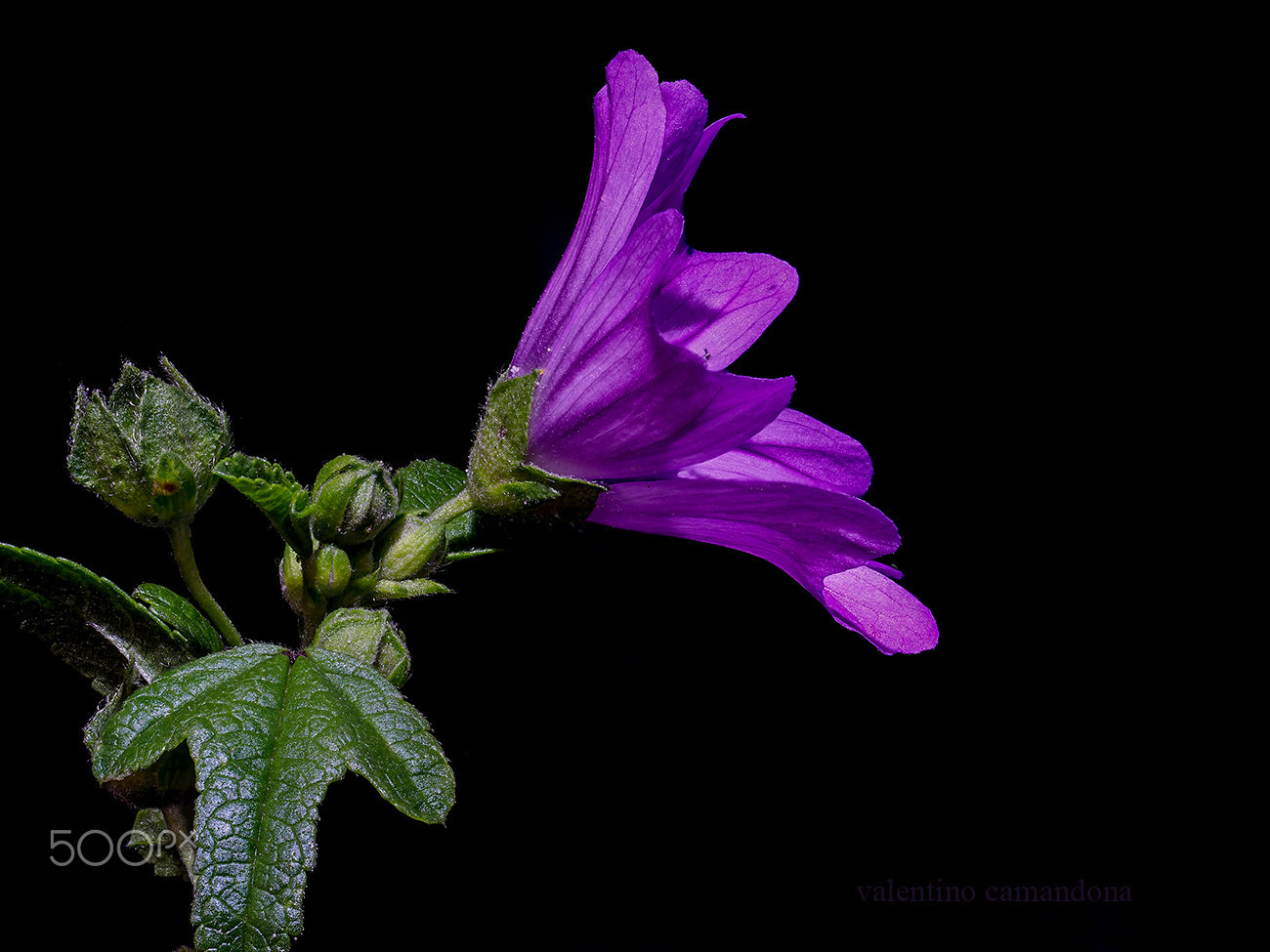 Olympus M.Zuiko Digital ED 60mm F2.8 Macro sample photo. Purpur flower ii photography