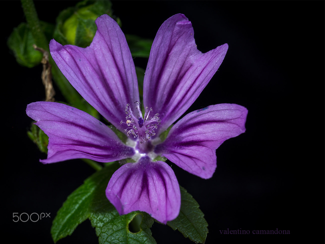 Olympus M.Zuiko Digital ED 60mm F2.8 Macro sample photo. Purpur flower photography