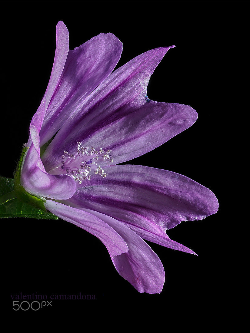 Olympus M.Zuiko Digital ED 60mm F2.8 Macro sample photo. Purpur flower iii photography