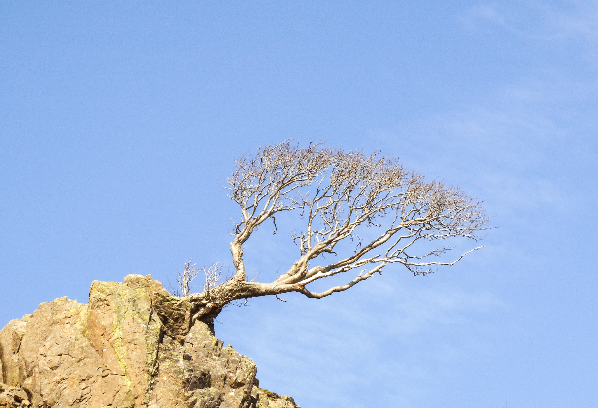 Samsung WB2200F sample photo. Windswept tree photography