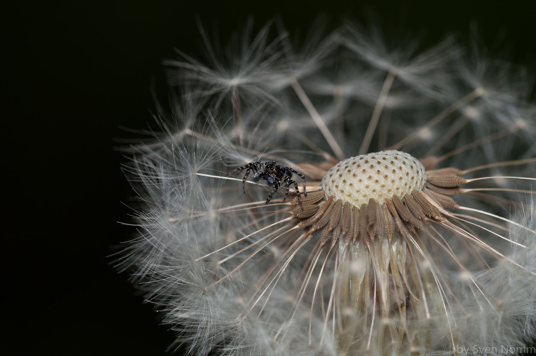 Sigma 150mm F2.8 EX DG Macro HSM sample photo. Jumping spider photography