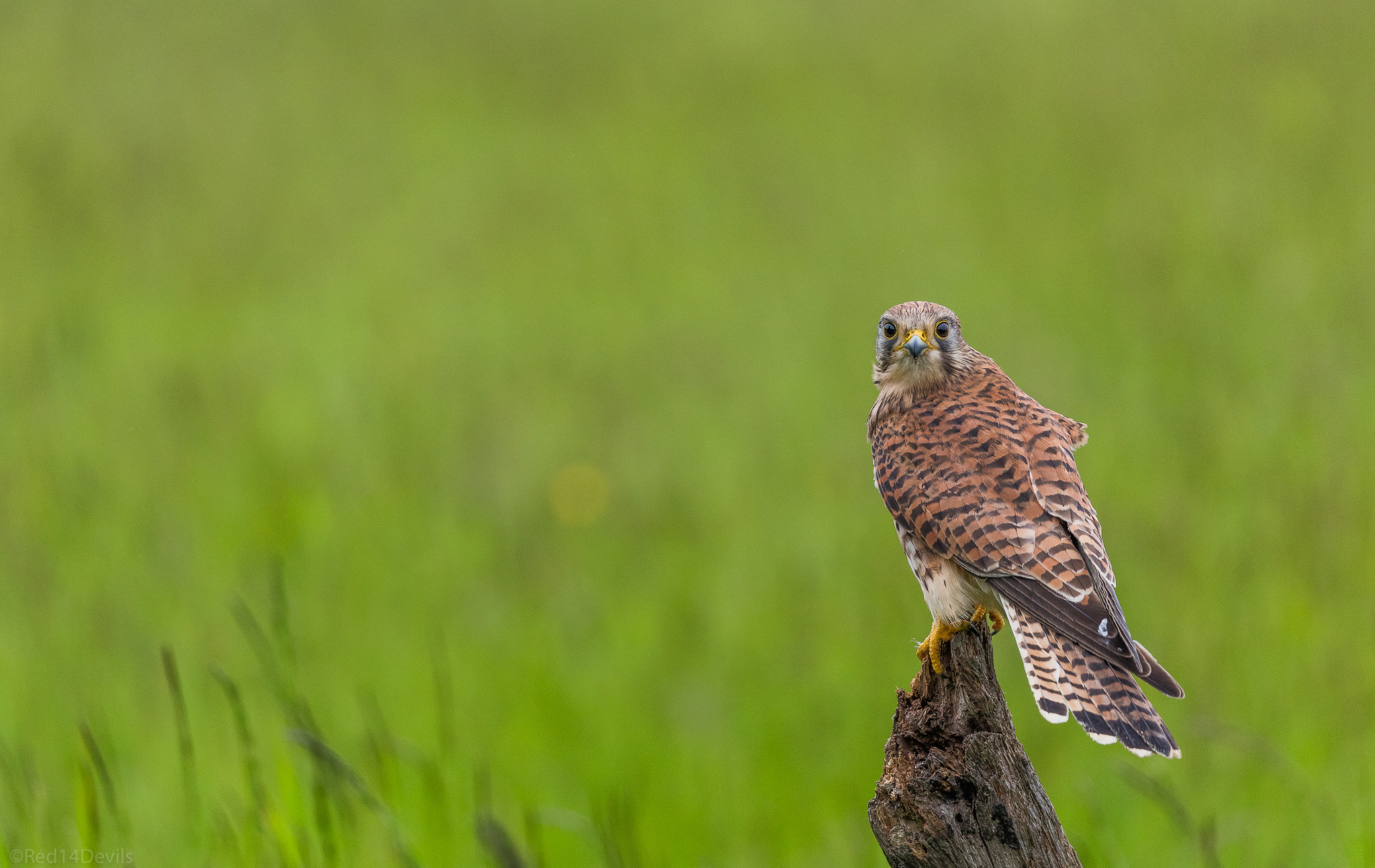 Canon EF 100-400mm F4.5-5.6L IS II USM sample photo. That look .. !!! photography