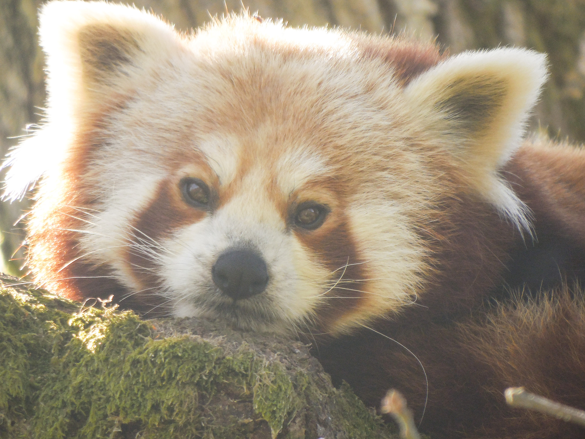 Samsung WB2200F sample photo. Red panda photography