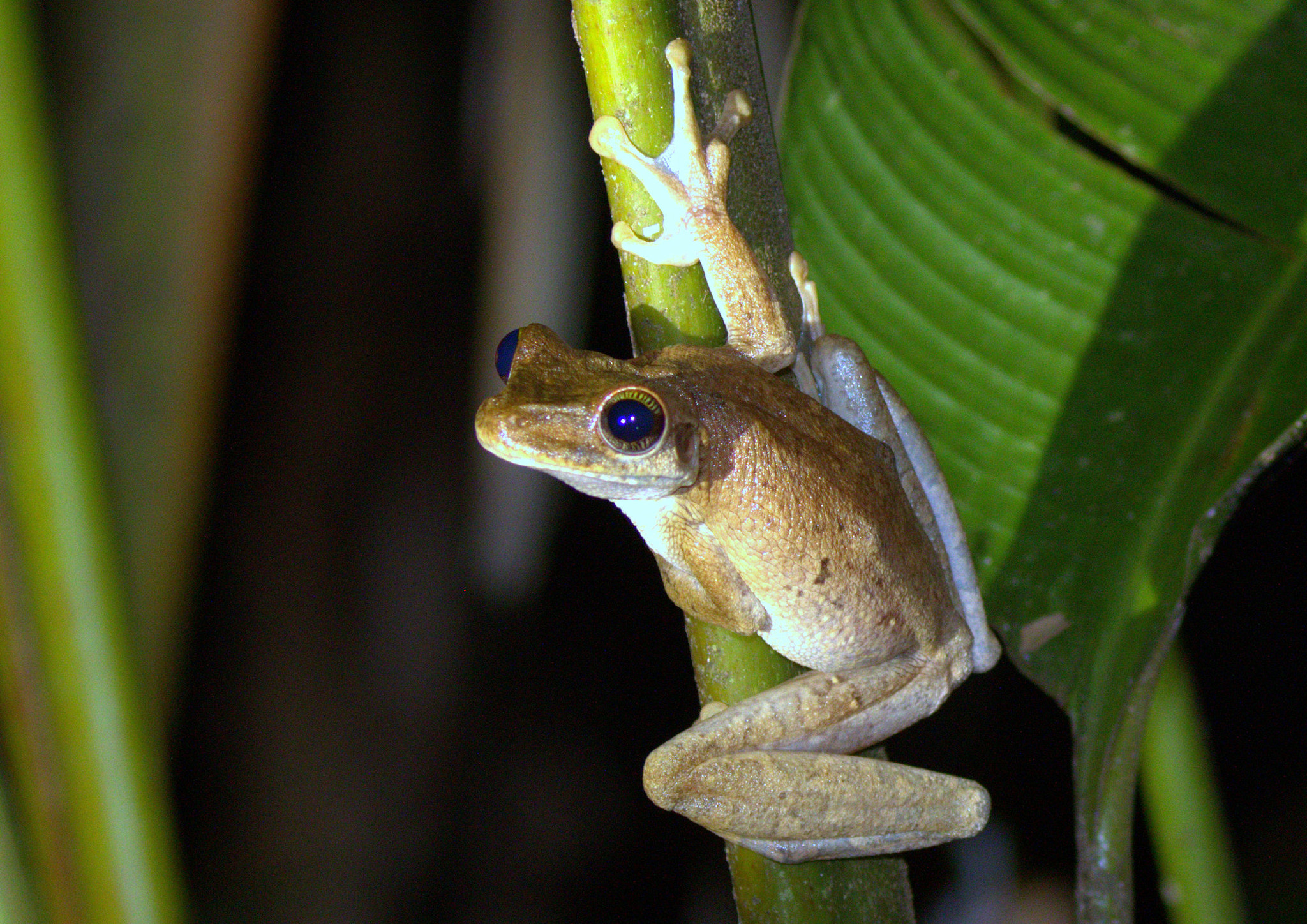 Canon EOS 7D Mark II + Canon EF 100-400mm F4.5-5.6L IS II USM sample photo. Amazonian frog photography