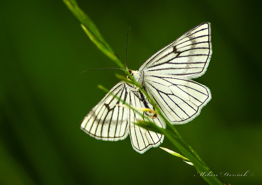 Canon EF 300mm F2.8L IS USM sample photo. White and green photography