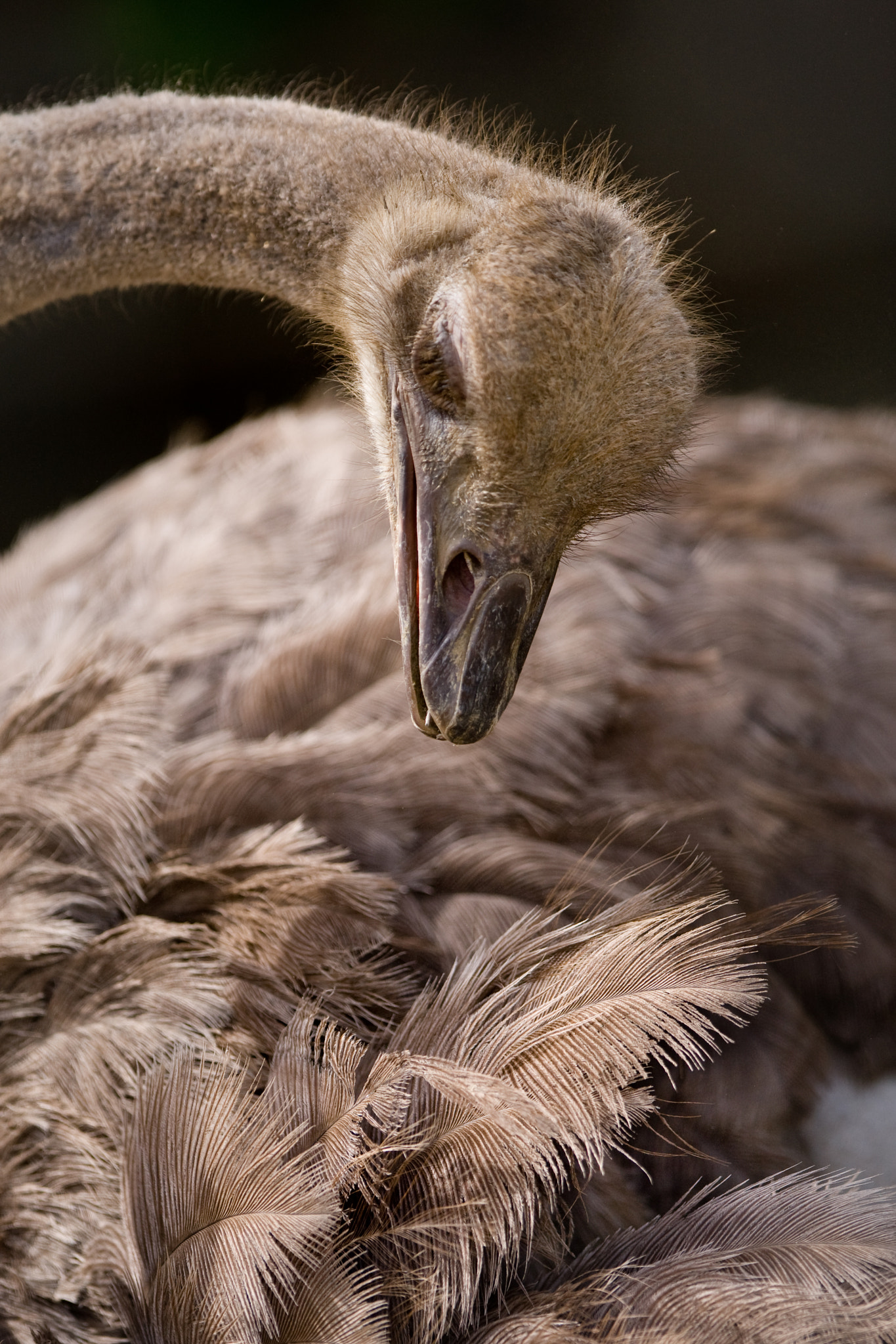 Canon EOS-1D Mark III + Canon EF 300mm F2.8L IS USM sample photo. 1 photography