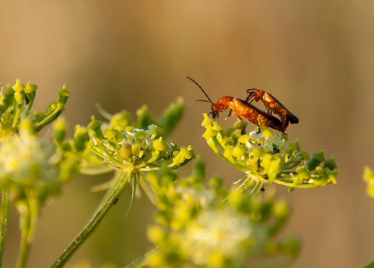 Sony Alpha DSLR-A300 + DT 18-270mm F3.5-6.3 SSM sample photo. Amory photography