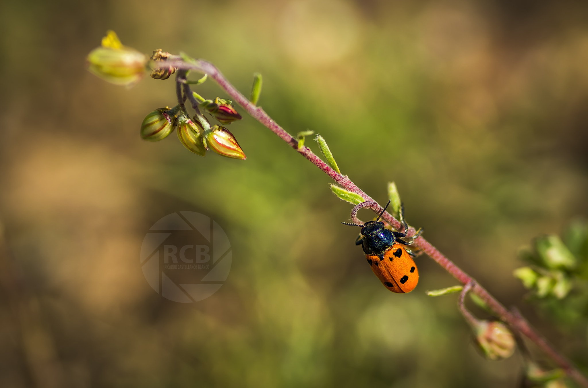 Sony SLT-A58 + Sigma AF 105mm F2.8 EX [DG] Macro sample photo. Mis macros... photography