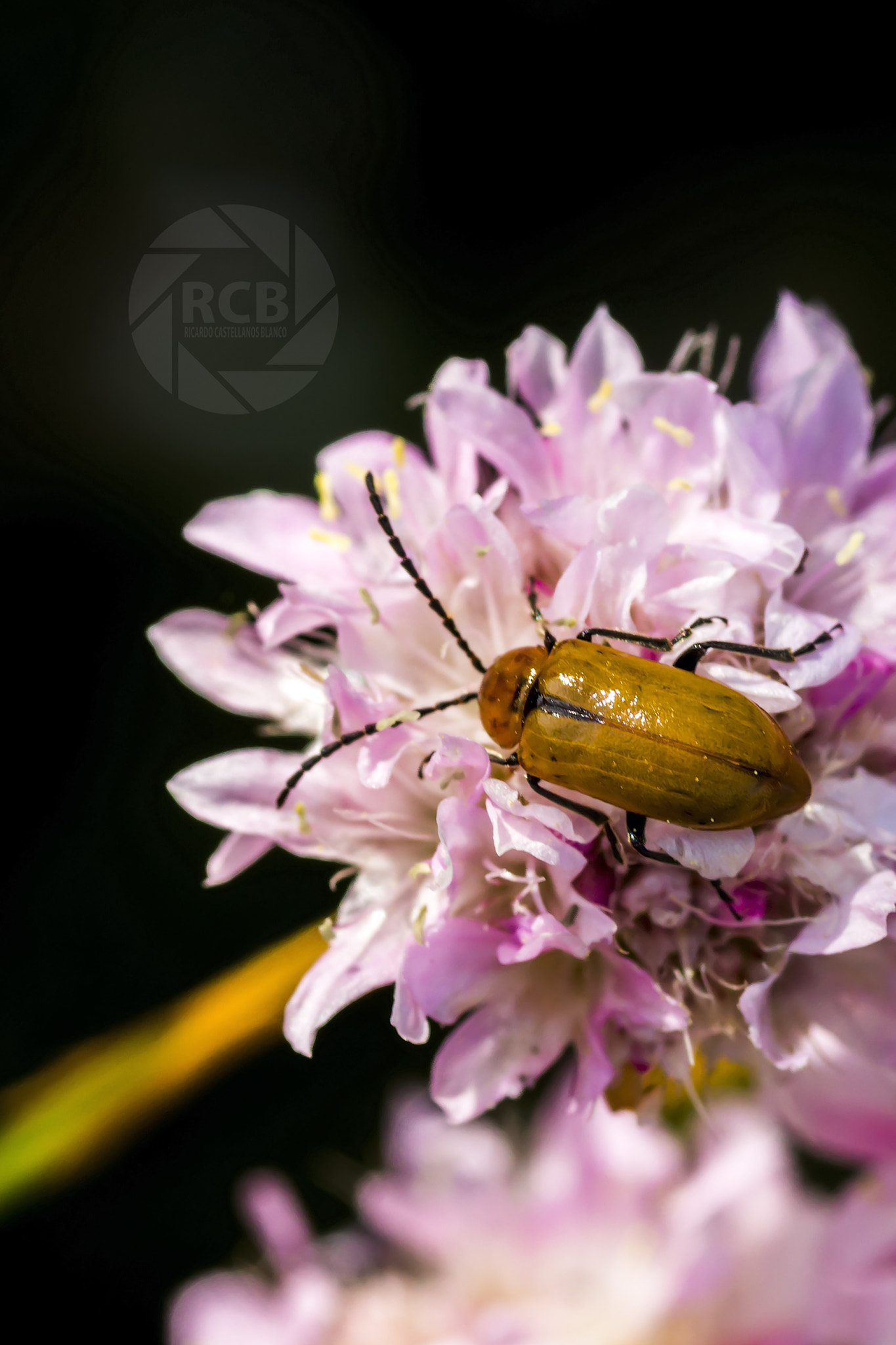 Sony SLT-A58 + Sigma AF 105mm F2.8 EX [DG] Macro sample photo. Mis macros... photography