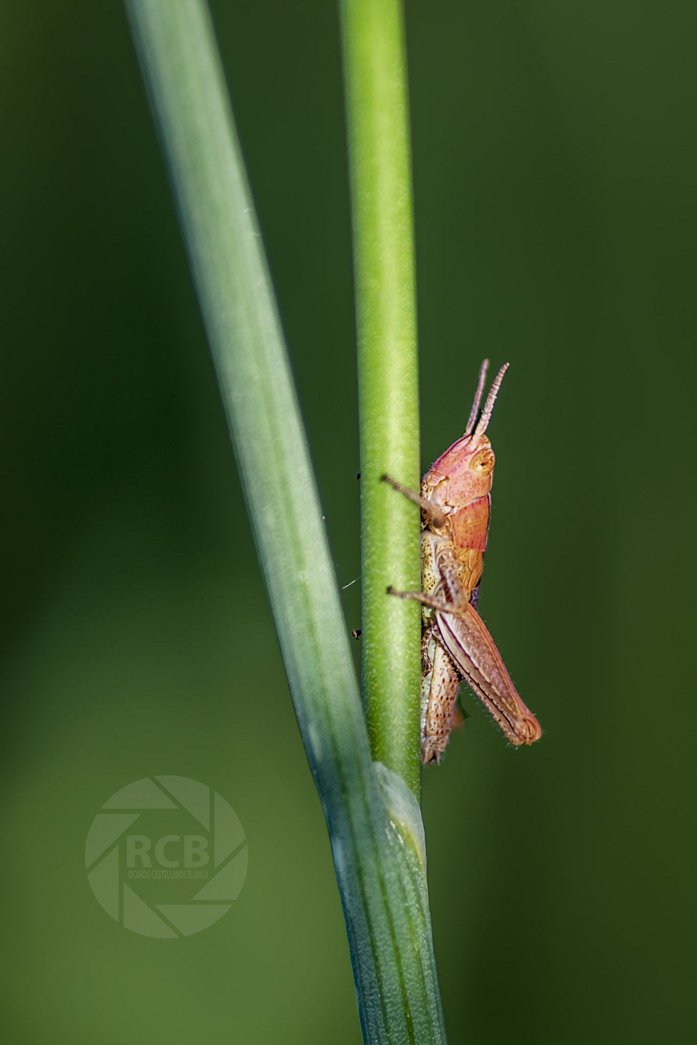 Sony SLT-A58 + Sigma AF 105mm F2.8 EX [DG] Macro sample photo. Mis macros... photography