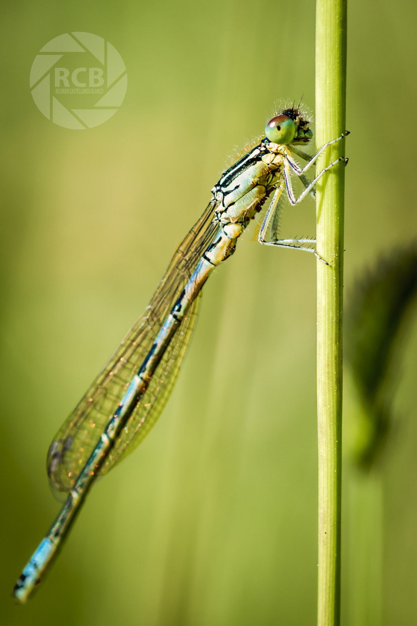 Sony SLT-A58 + Sigma AF 105mm F2.8 EX [DG] Macro sample photo. Mis macros... photography