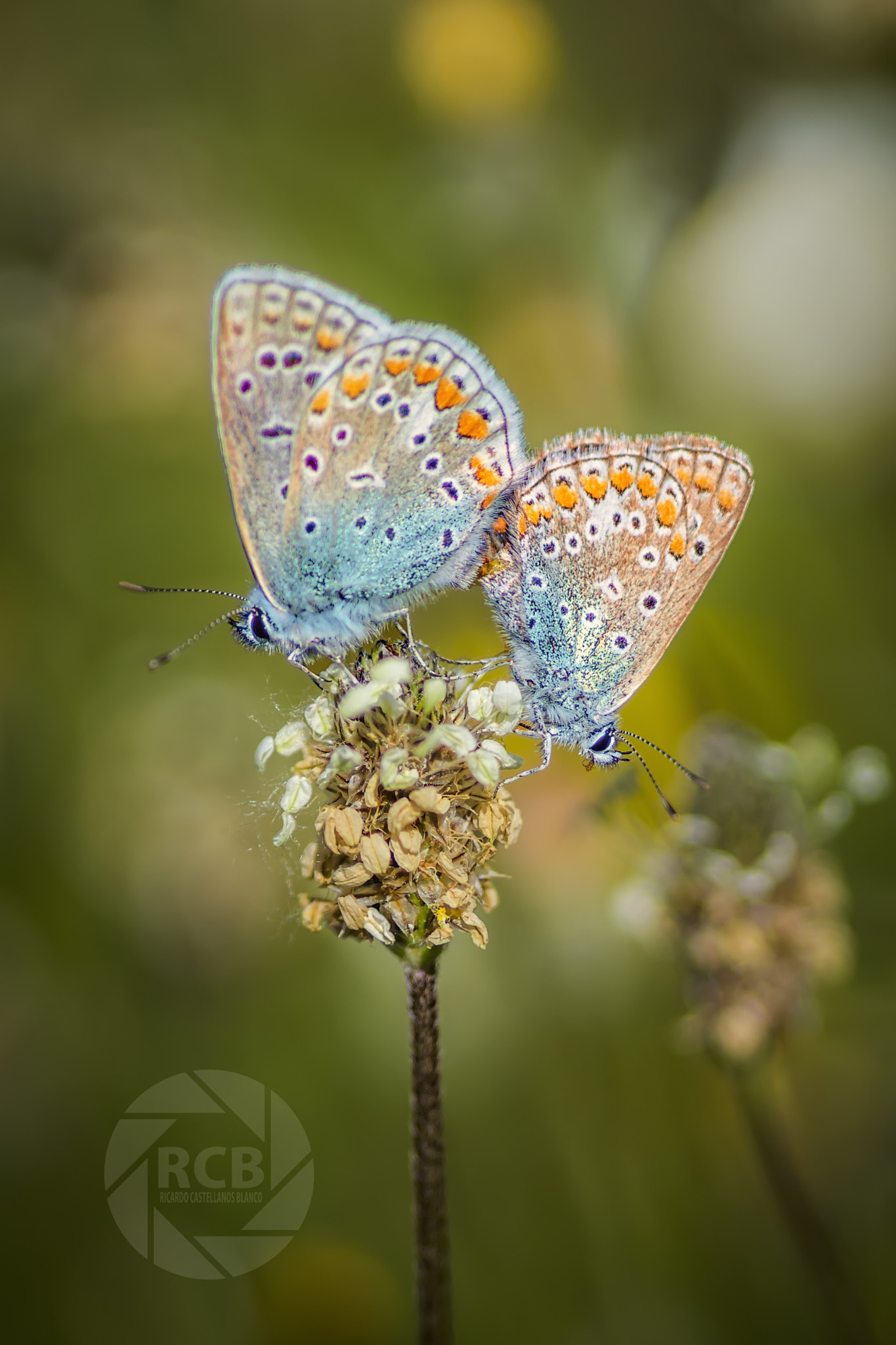 Sony SLT-A58 + Sigma AF 105mm F2.8 EX [DG] Macro sample photo. Mis macros... photography