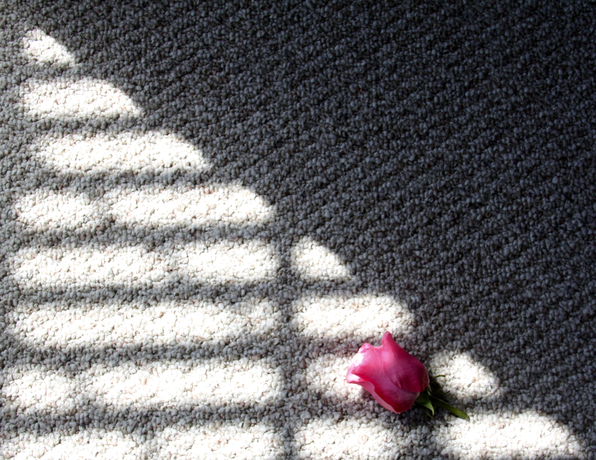 Sigma 18-125mm F3.8-5.6 DC OS HSM sample photo. Rose photography