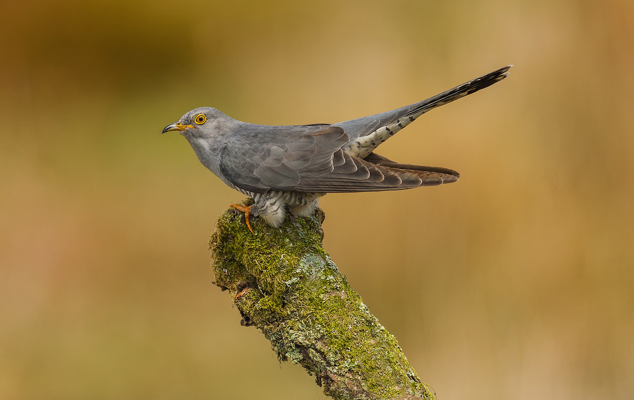 Nikon D700 + Nikon AF-S Nikkor 500mm F4G ED VR sample photo. Cuckoo photography