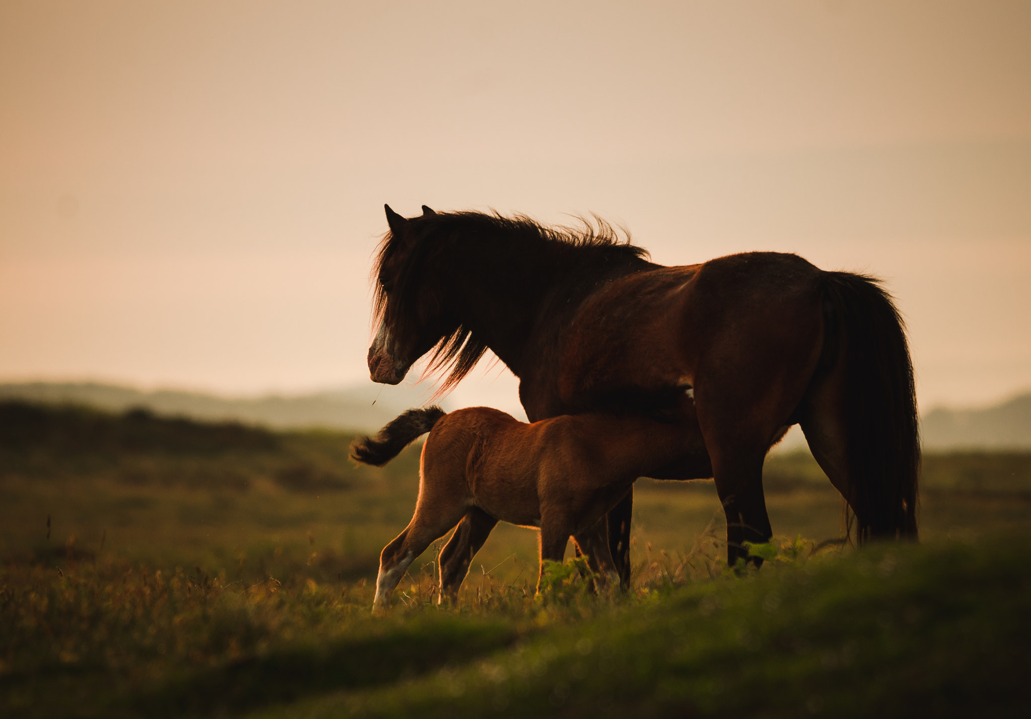 Sigma 120-400mm F4.5-5.6 DG OS HSM sample photo. Invading the camp! bloody horses photography