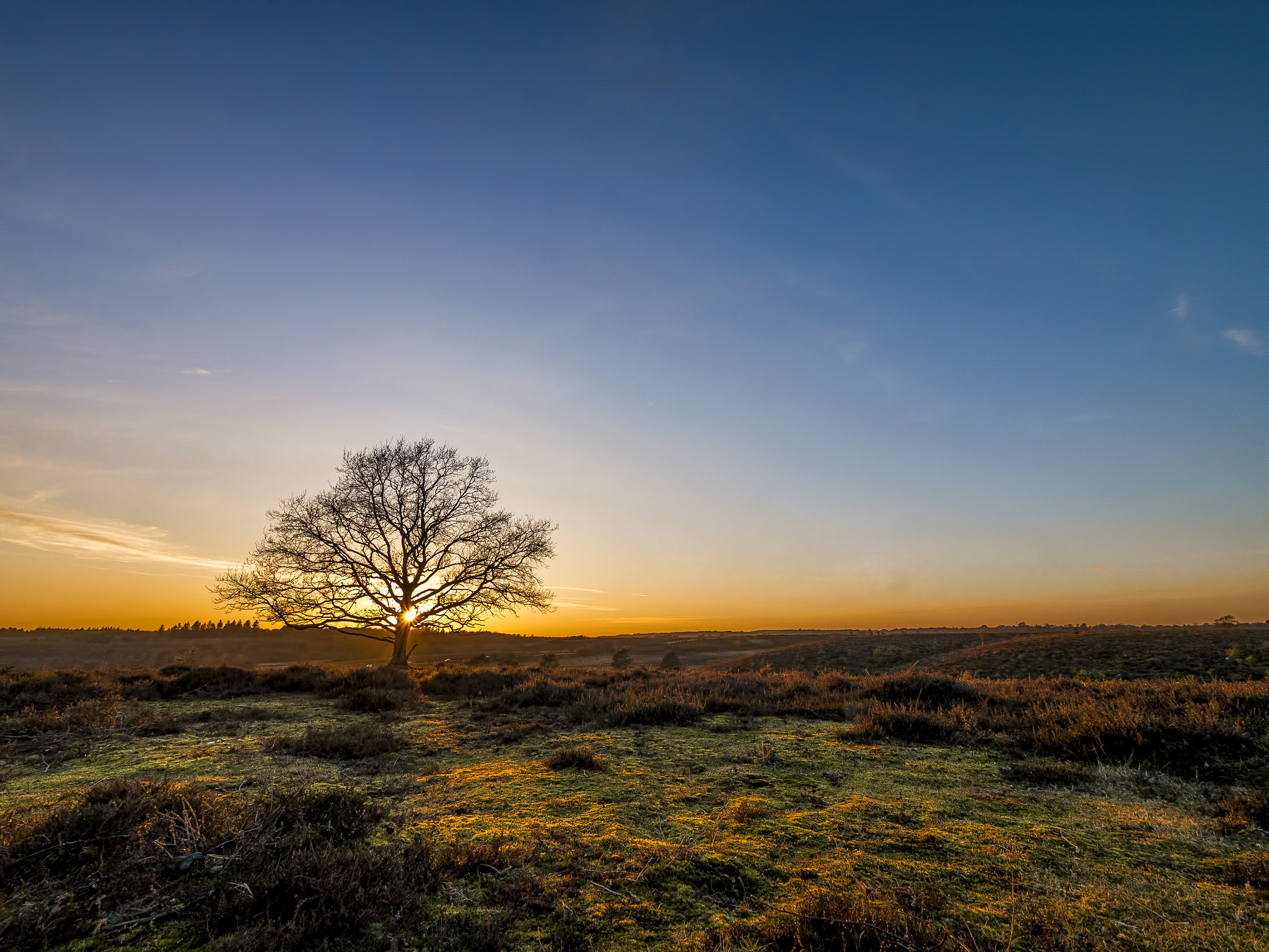 Panasonic Lumix DMC-G5 + Panasonic Lumix G Vario 7-14mm F4 ASPH sample photo. Holmsley sunset, new forest photography