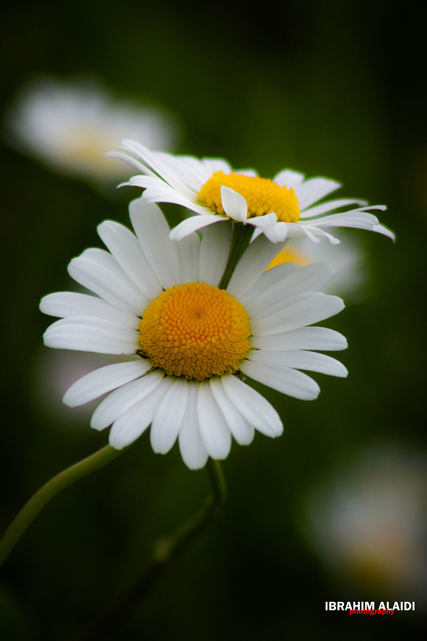 Canon EF 75-300mm F4.0-5.6 IS USM sample photo