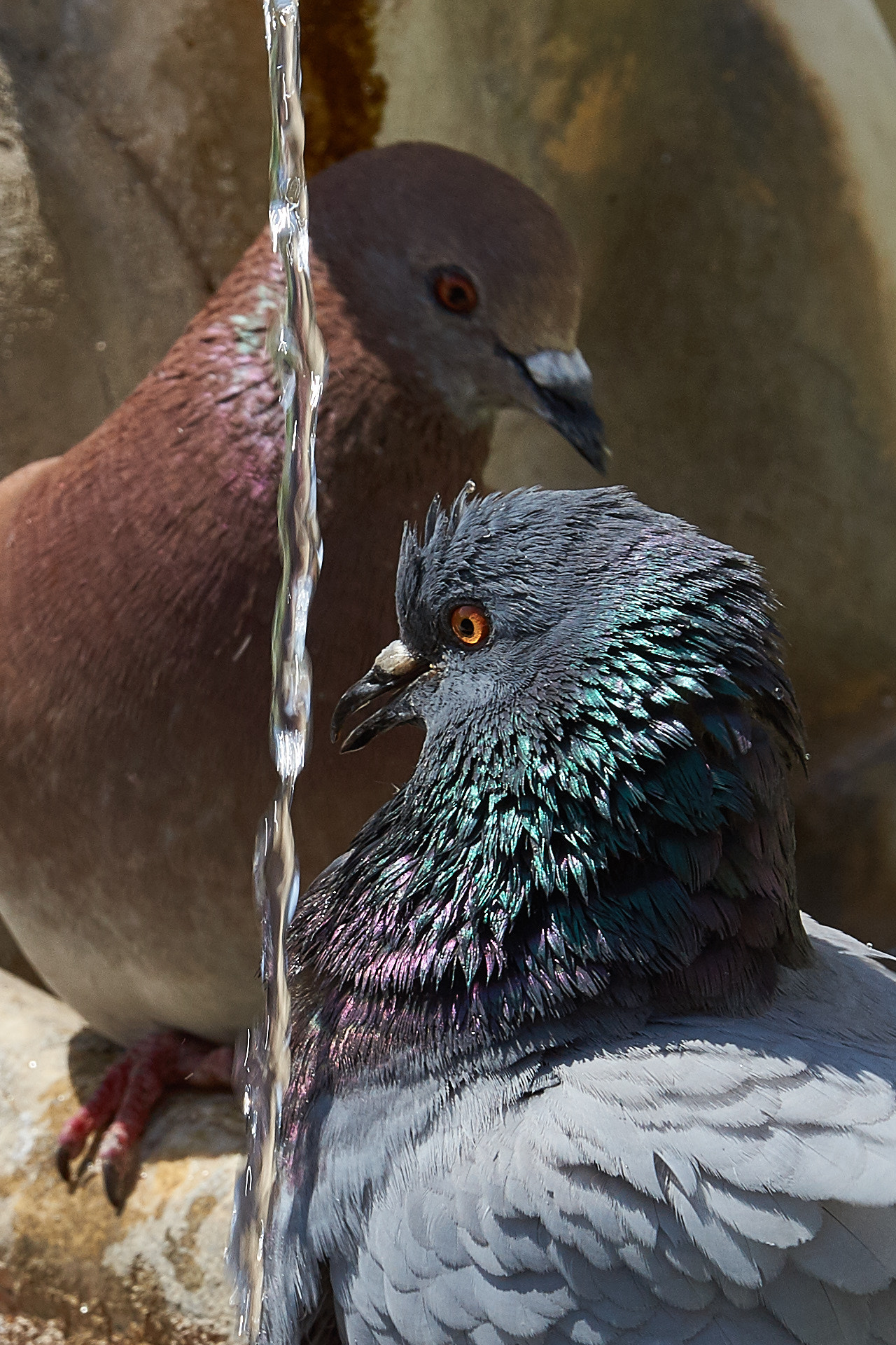 Sony SLT-A77 + Tamron SP 70-200mm F2.8 Di VC USD sample photo. Pigeons photography