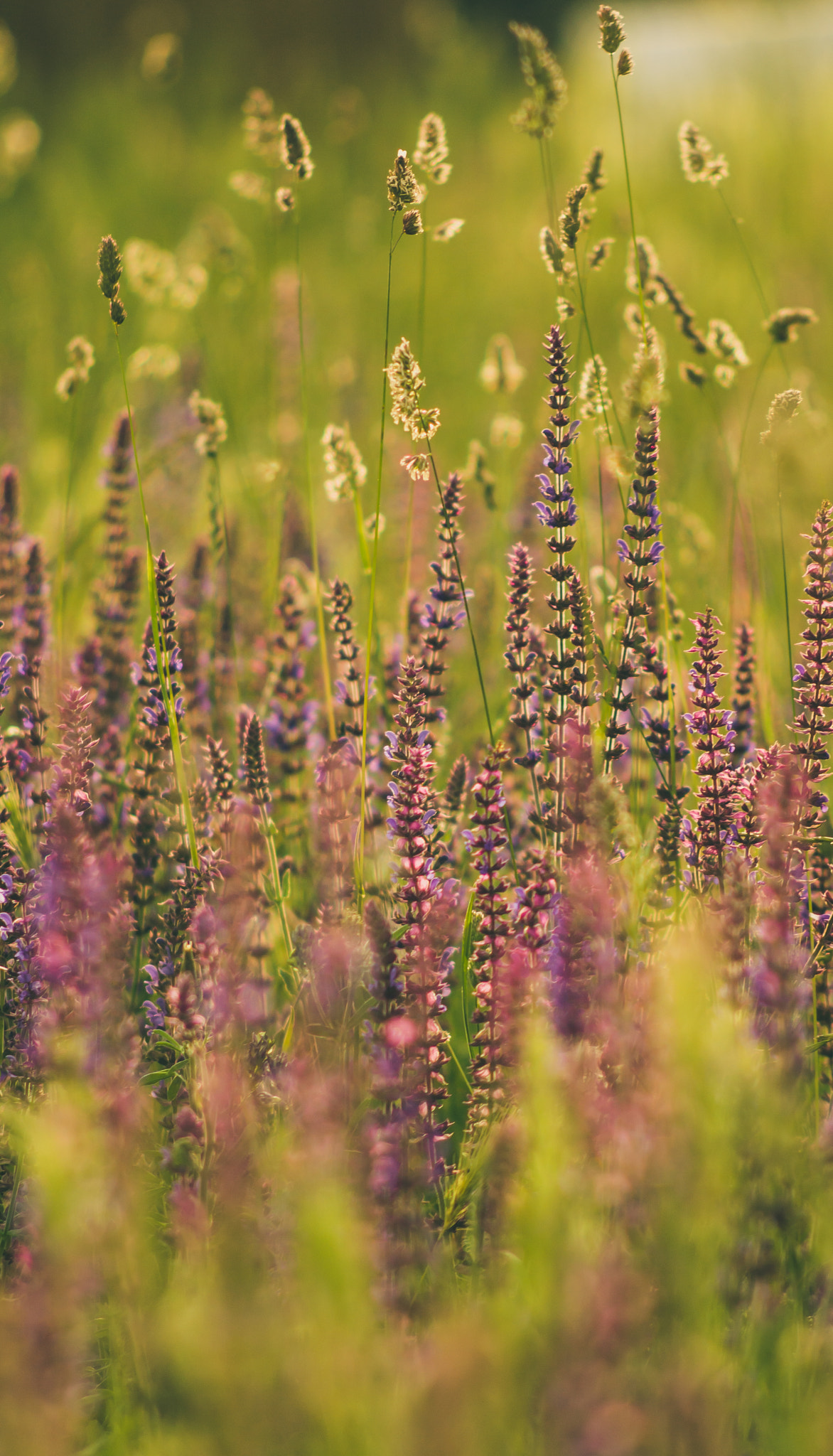 AF Nikkor 70-210mm f/4-5.6 sample photo. Purple and green photography
