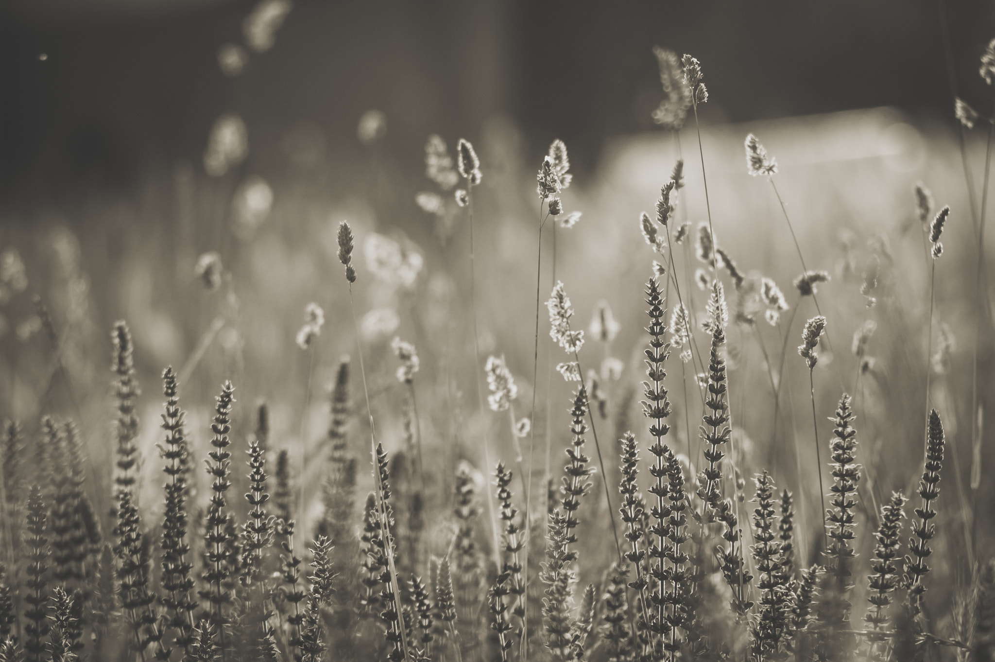 Nikon D3200 + AF Nikkor 70-210mm f/4-5.6 sample photo. Flowers and grass photography