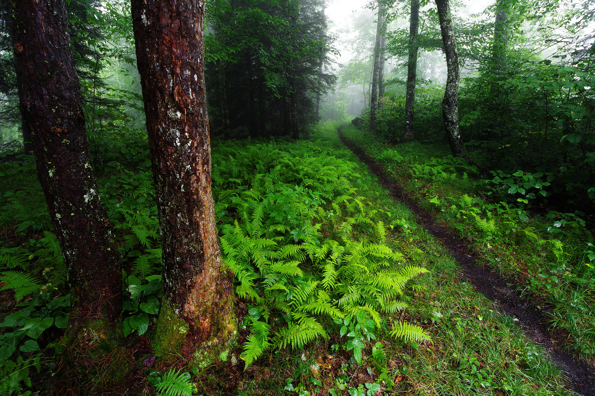 Canon EF-S 10-22mm F3.5-4.5 USM sample photo. Hughes ridge trail photography