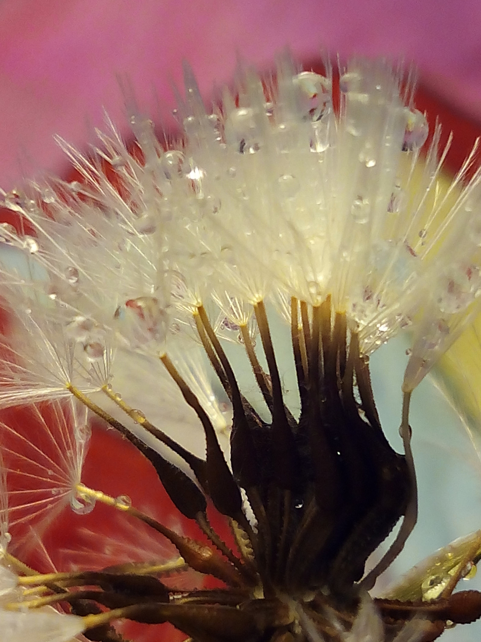 bq Aquaris E5 HD sample photo. Gotas de agua photography