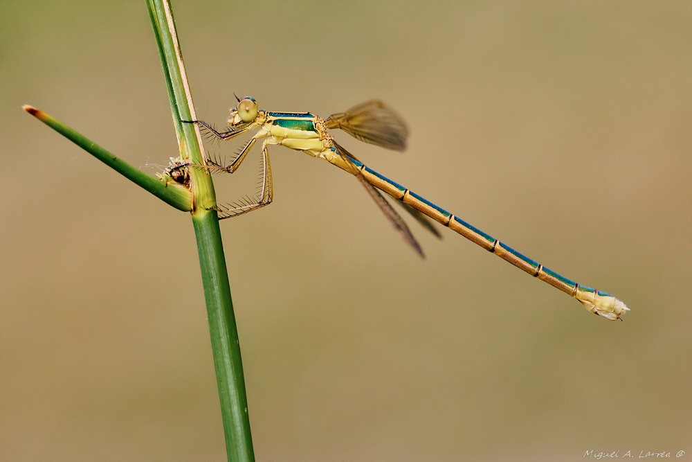 Sony ILCA-77M2 + 150mm F2.8 sample photo. Lestes virens photography