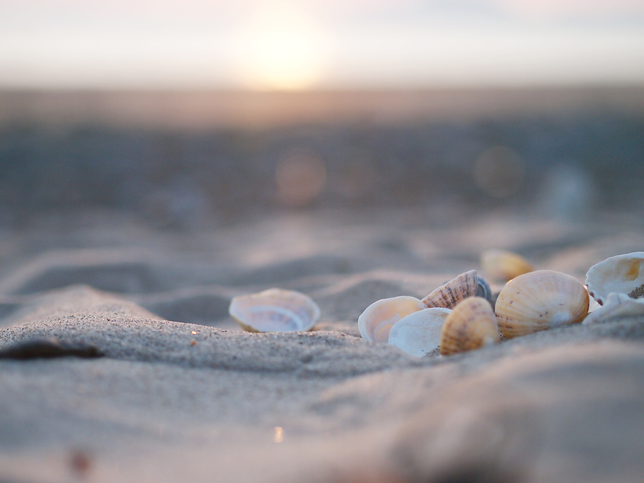 Olympus PEN E-P3 + Olympus M.Zuiko Digital 45mm F1.8 sample photo. Shells gathered together, enjoying sunset photography