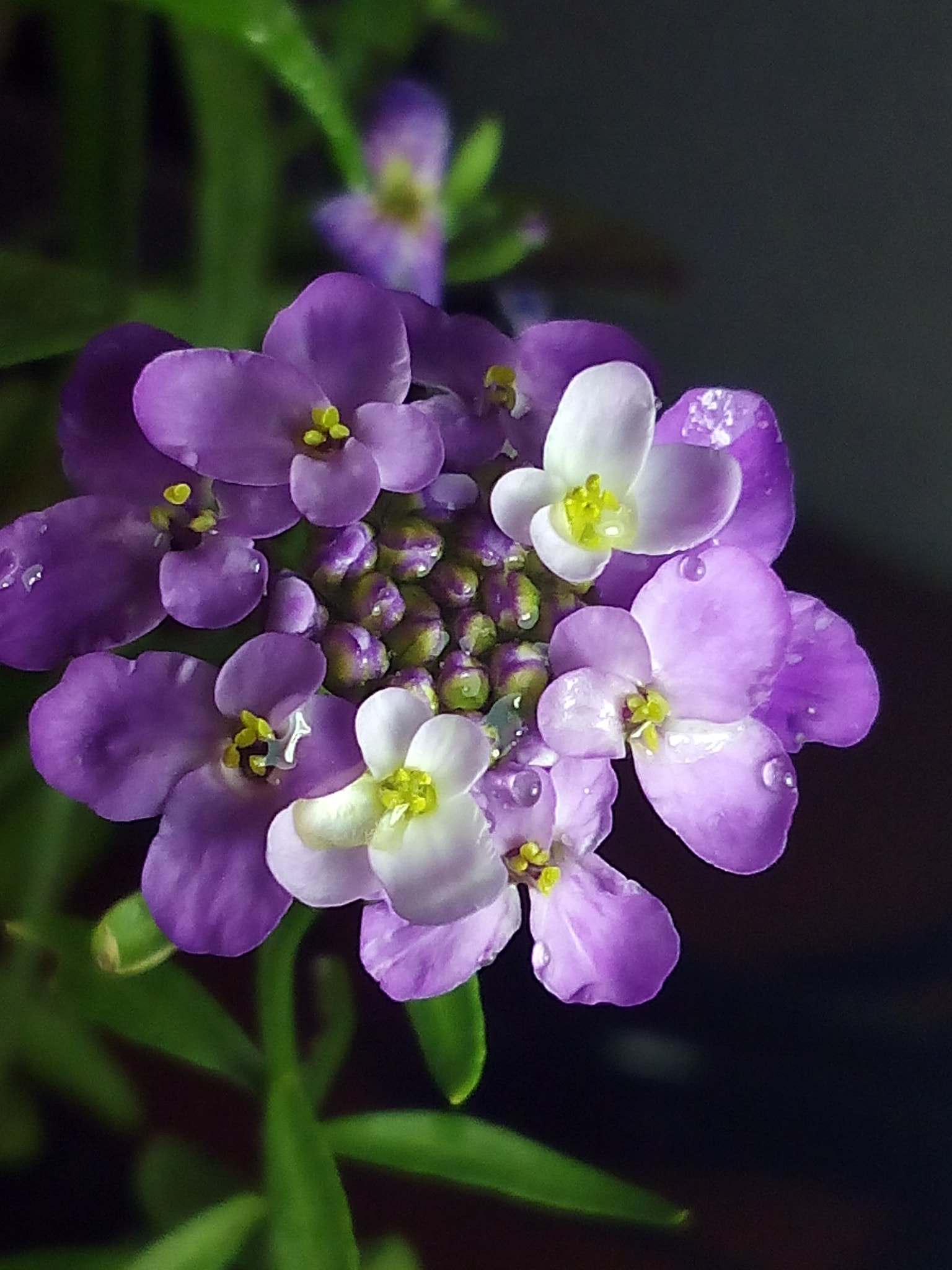 bq Aquaris E5 HD sample photo. Carraspique photography
