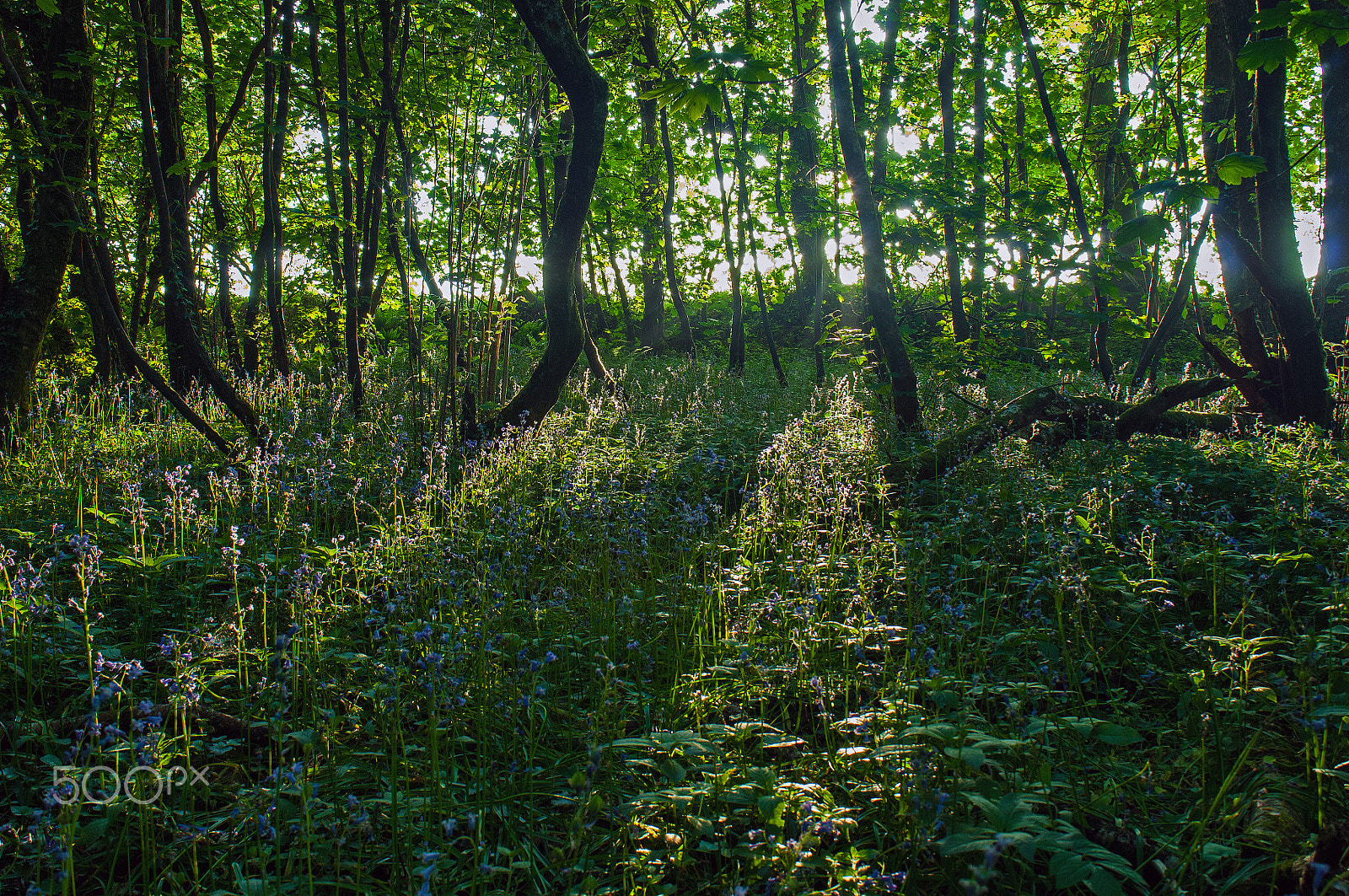 Nikon D2X sample photo. Ray paths photography