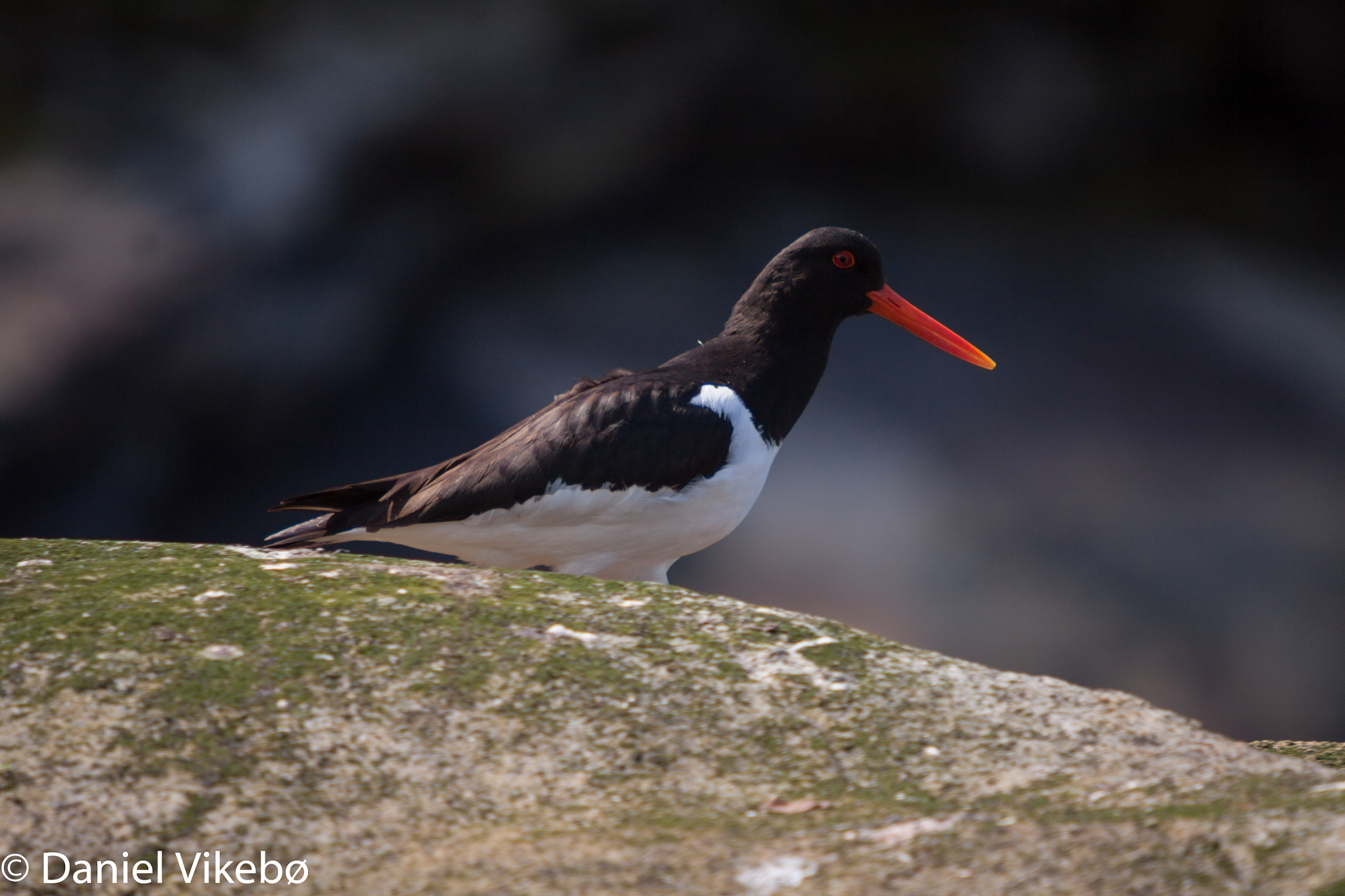 Sigma 50-500mm f/4-6.3 APO HSM EX sample photo. Oystercatchers photography