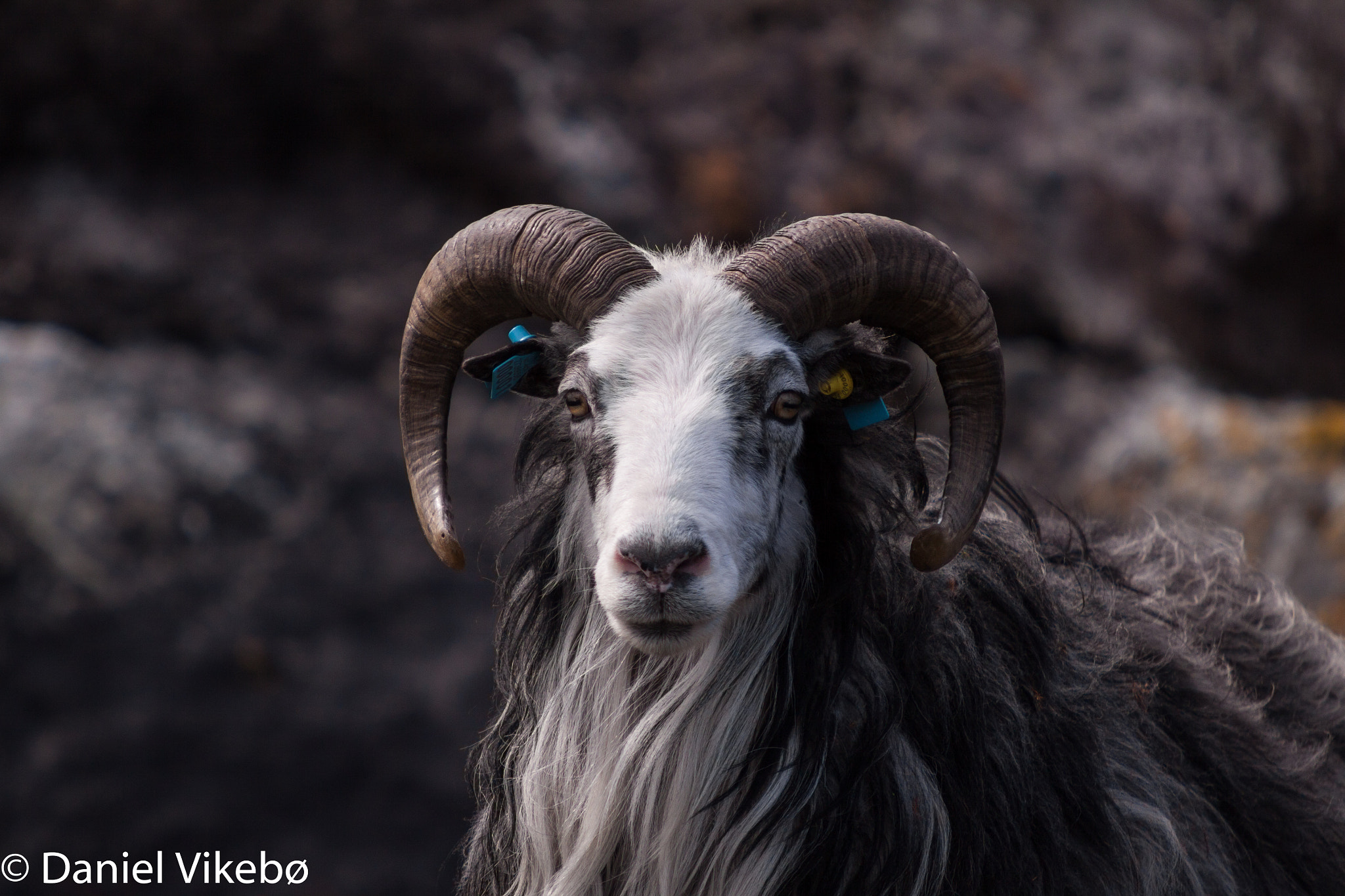 Sigma 50-500mm f/4-6.3 APO HSM EX sample photo. Aries photography