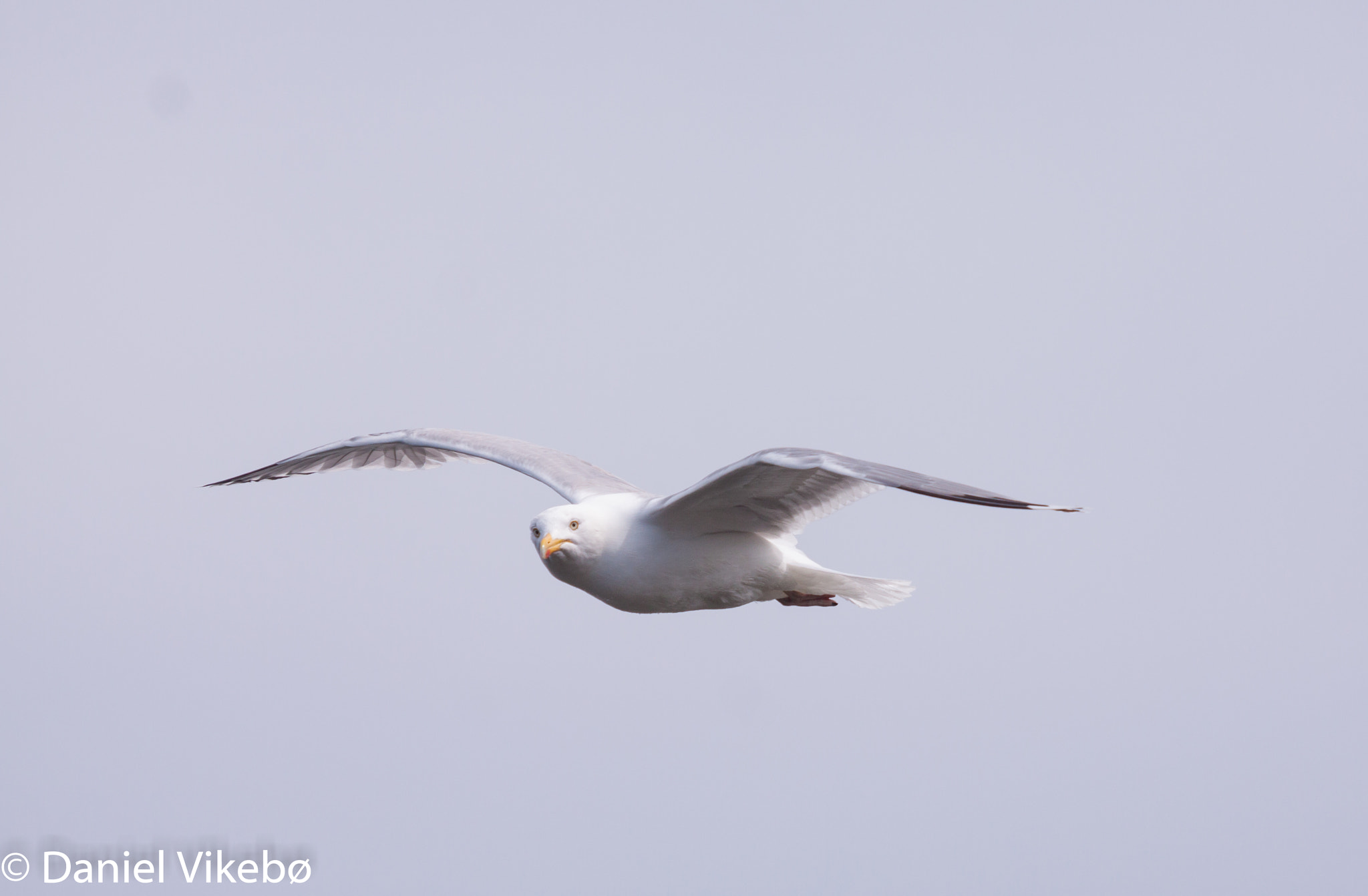 Sigma 50-500mm f/4-6.3 APO HSM EX sample photo. Seagull photography