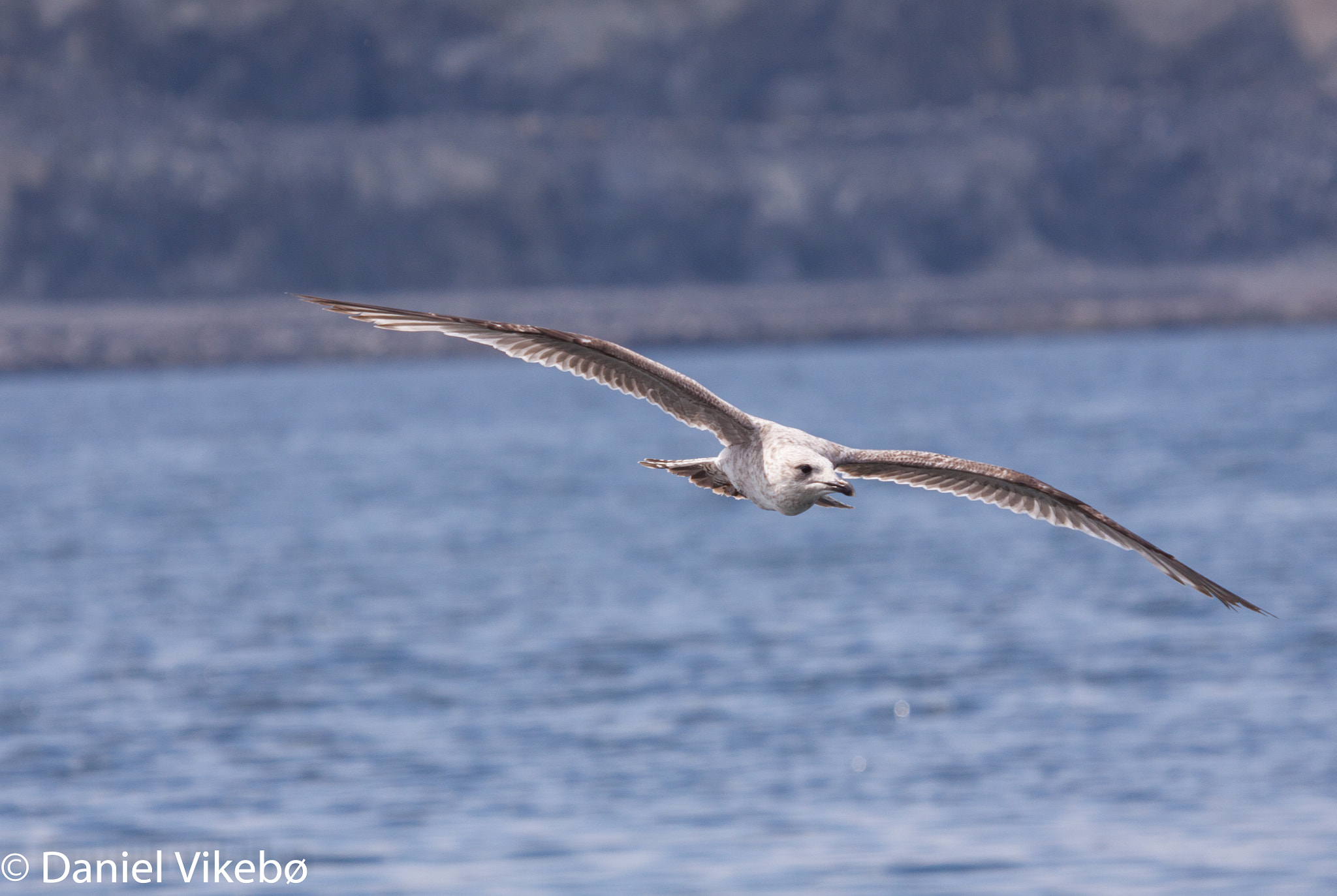 Sigma 50-500mm f/4-6.3 APO HSM EX sample photo. Seagull photography